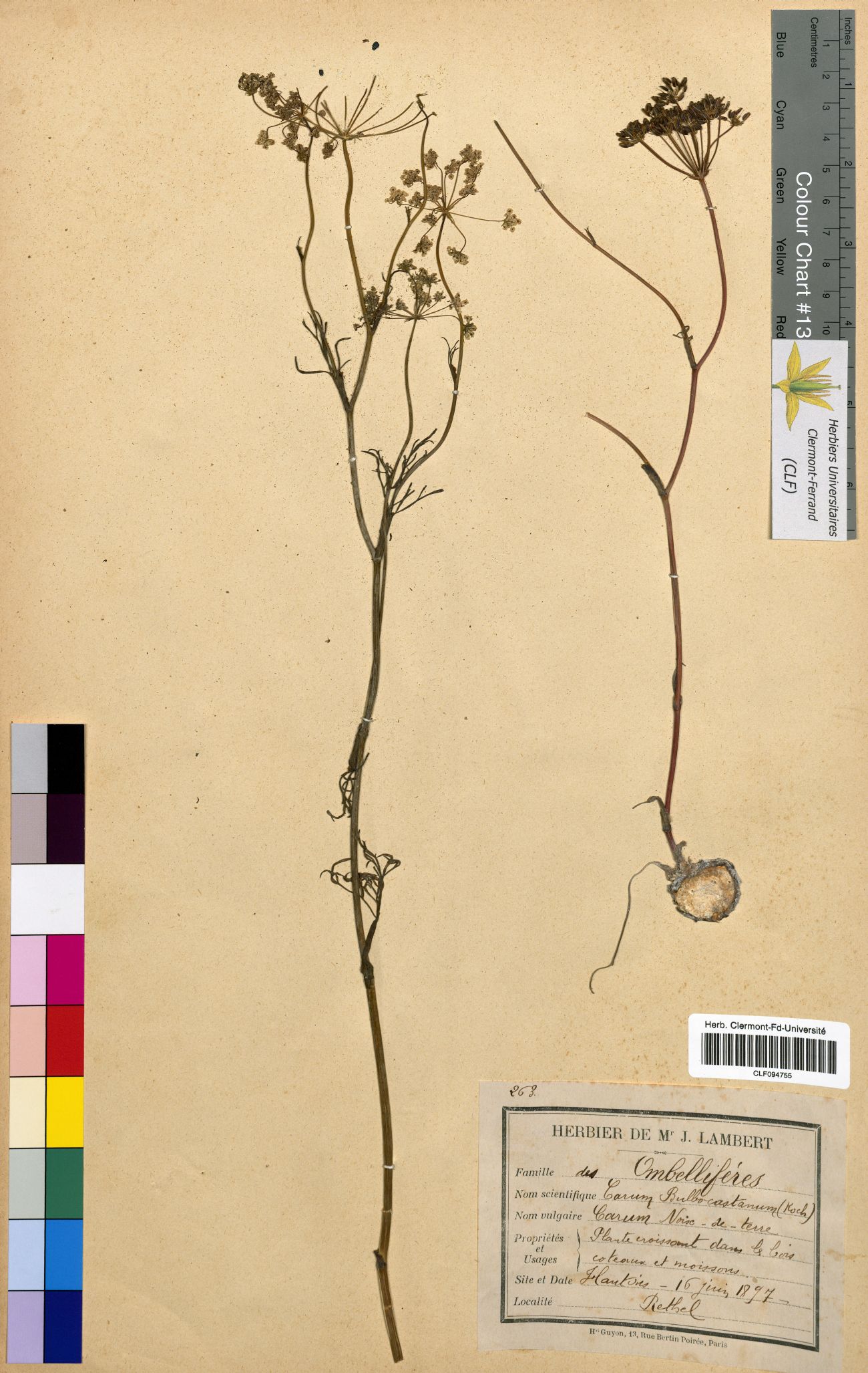 Herbier Lambert