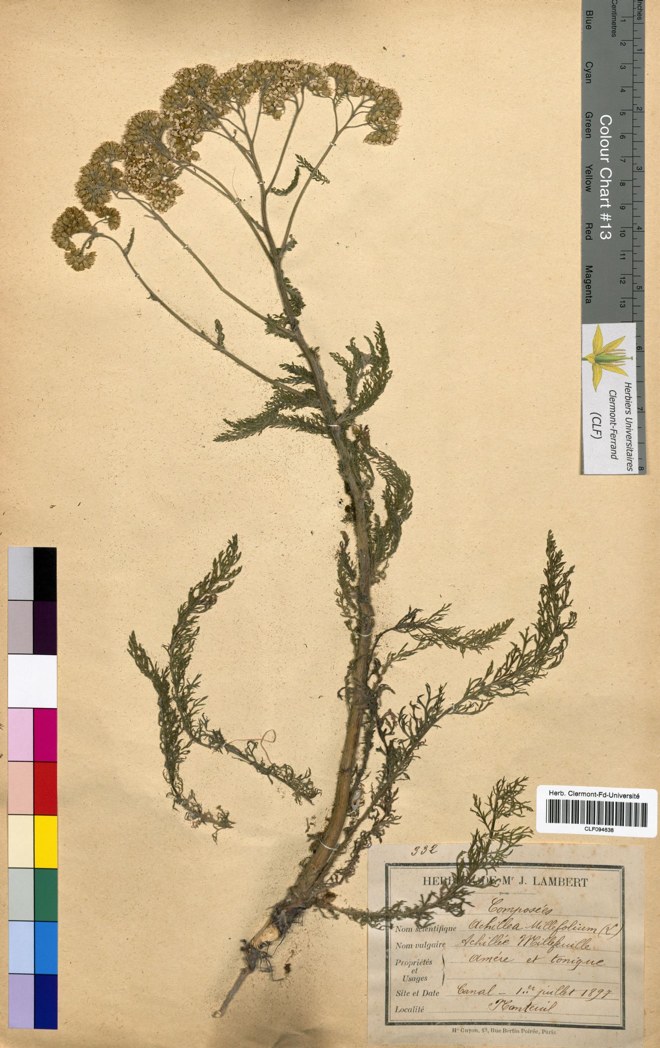Achillea millefolium CLF094638