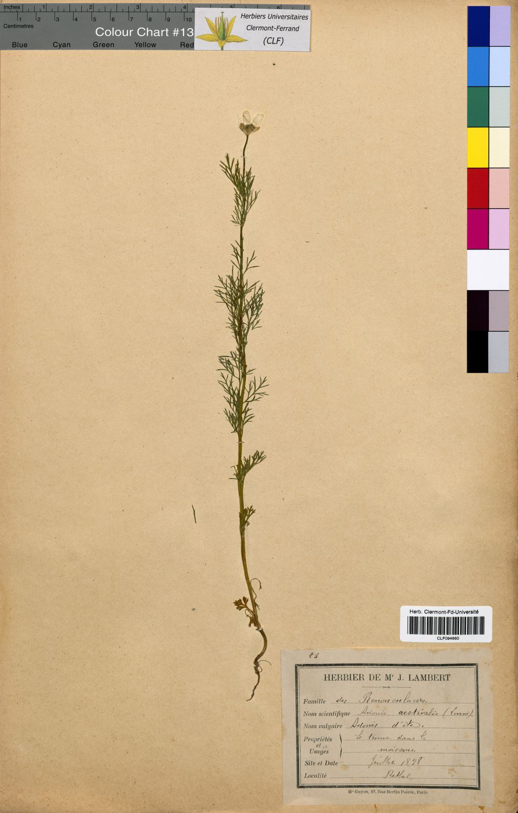 Adonis aestivalis CLF094660.1