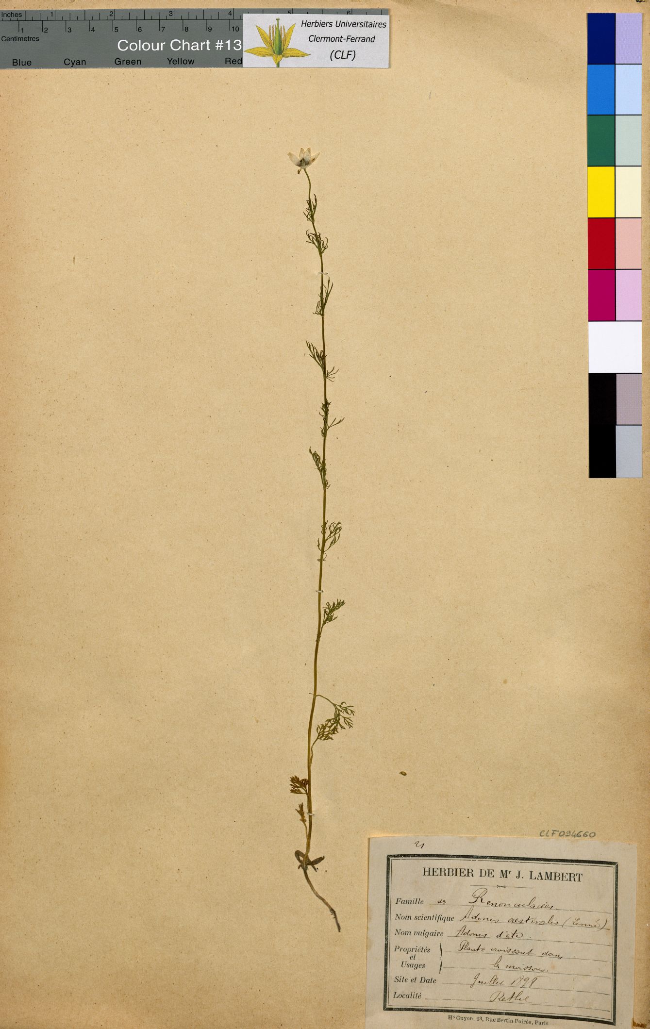 Adonis aestivalis CLF094660.2