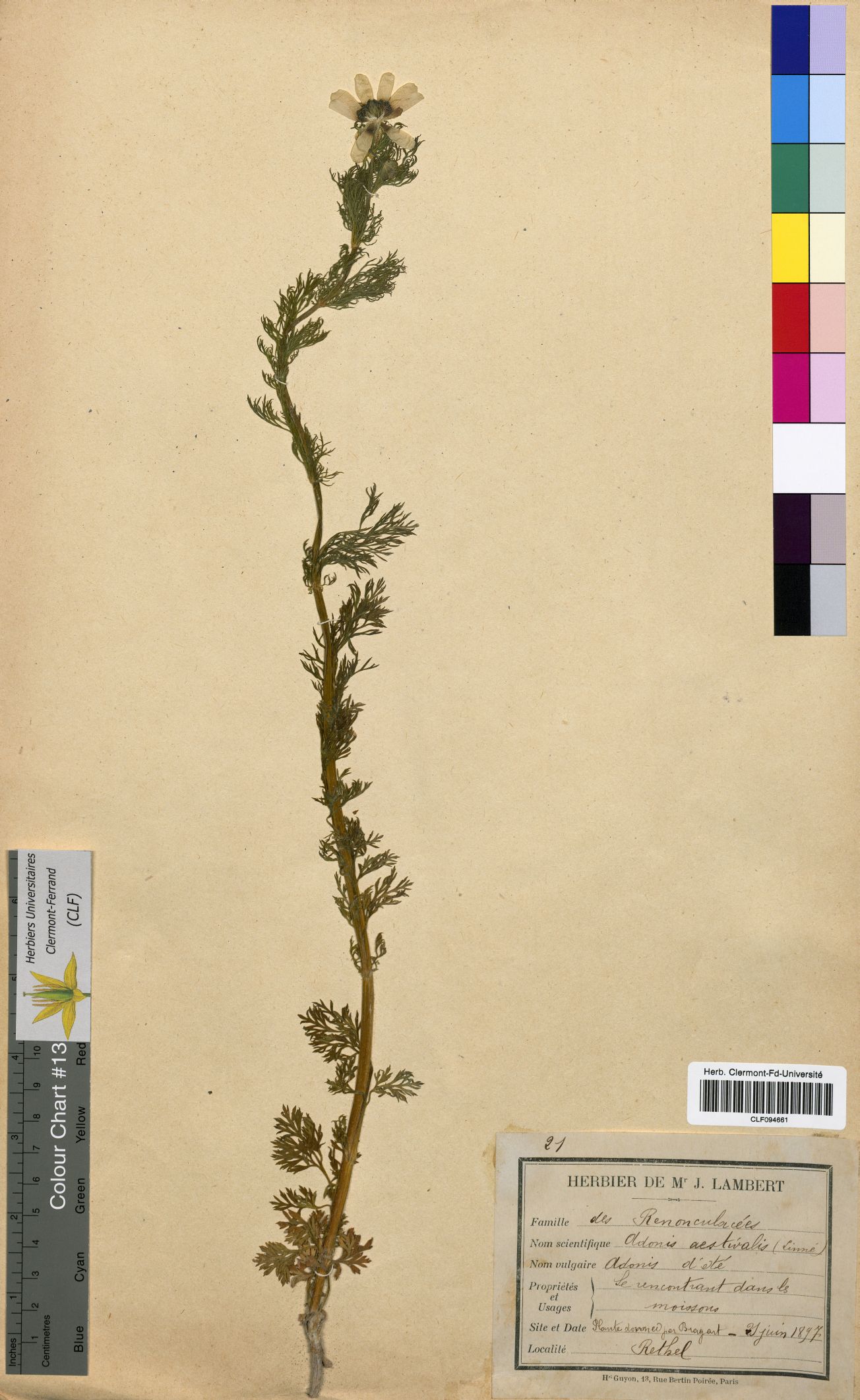 Adonis aestivalis CLF094661