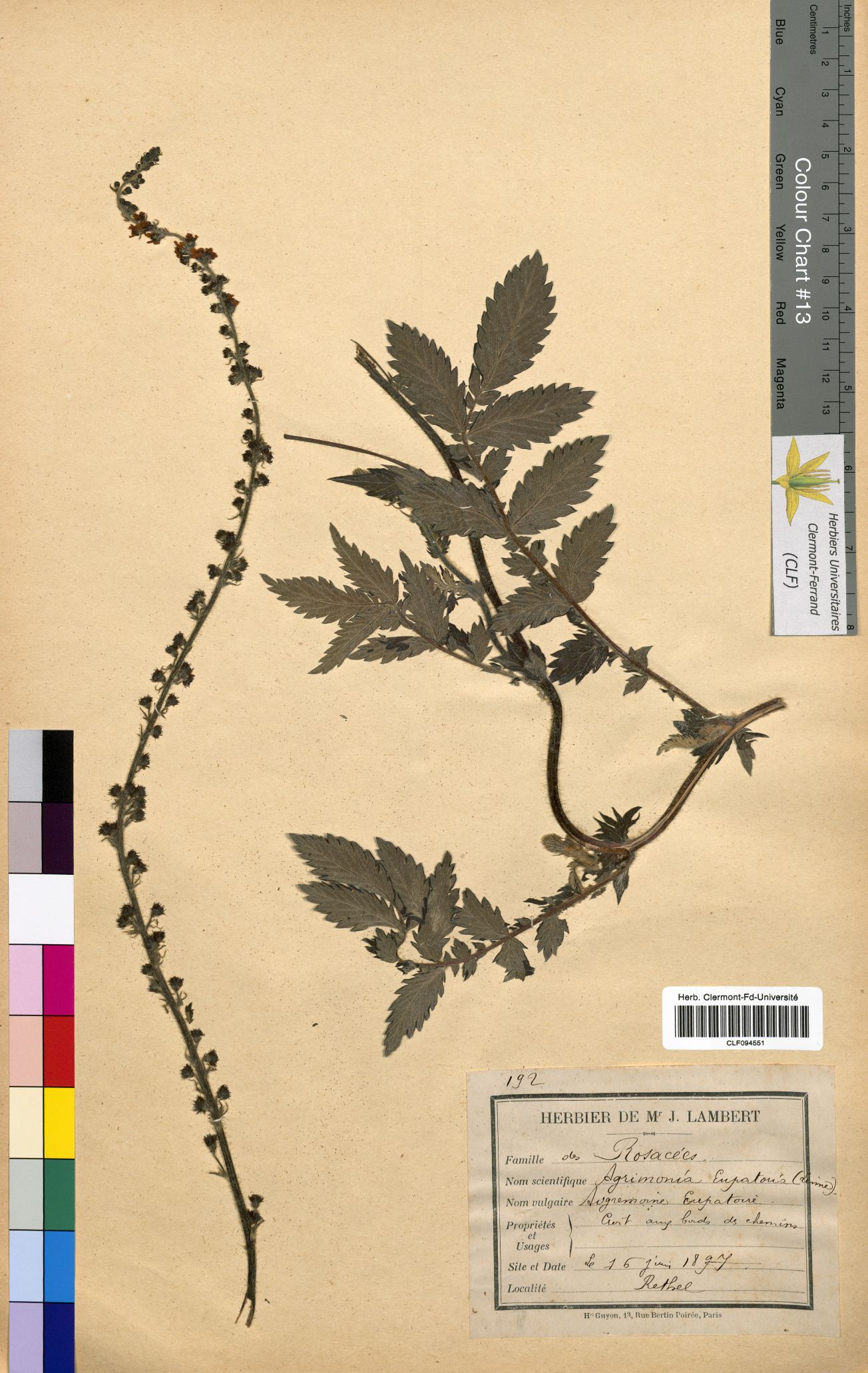 Agrimonia eupatoria CLF094551