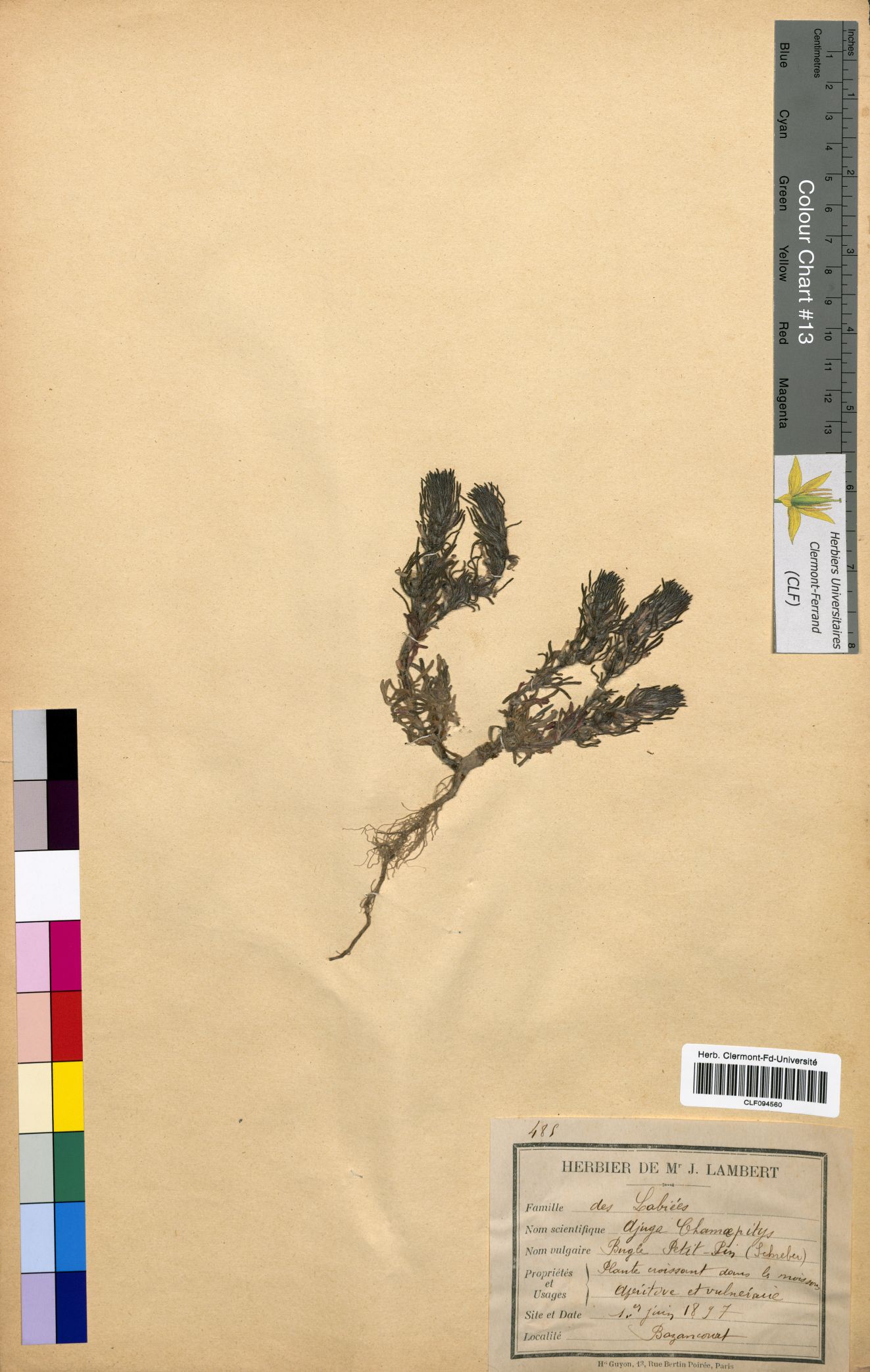 Ajuga charnaepitys CLF094560