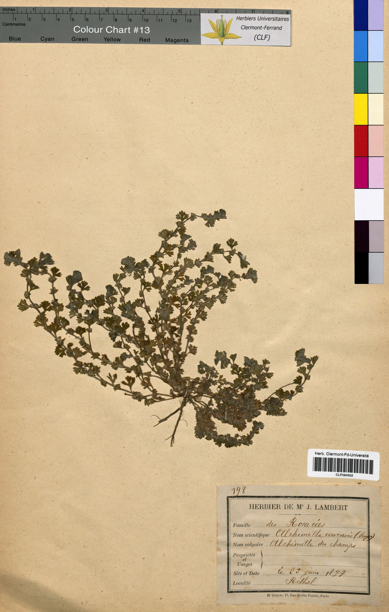 Alchemilla arvensis CLF094552