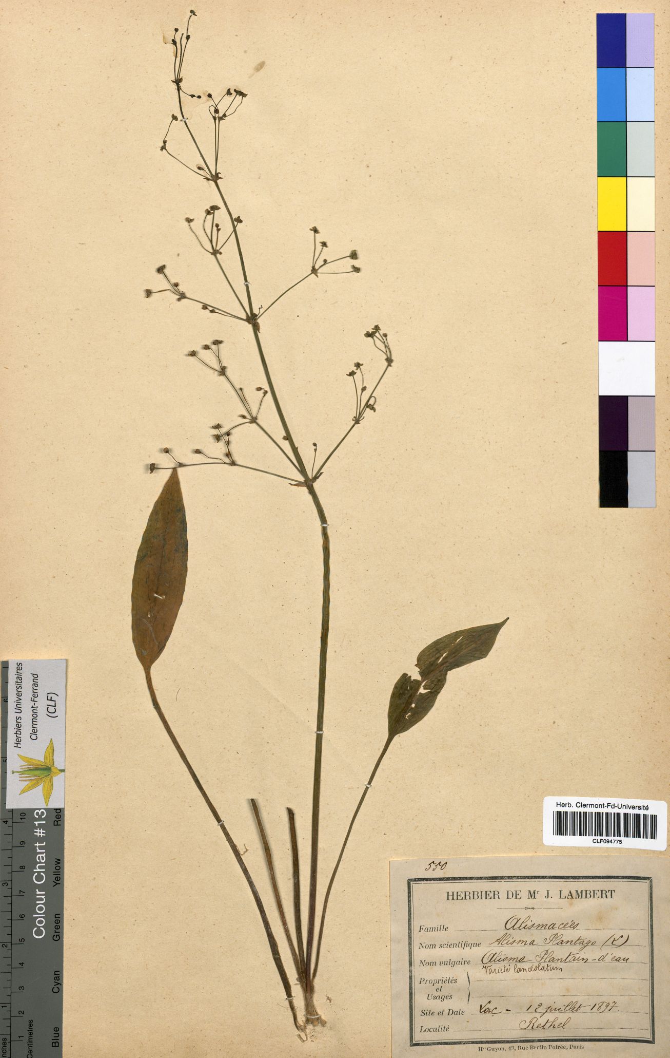 Alisma plantago aqua CLF094775