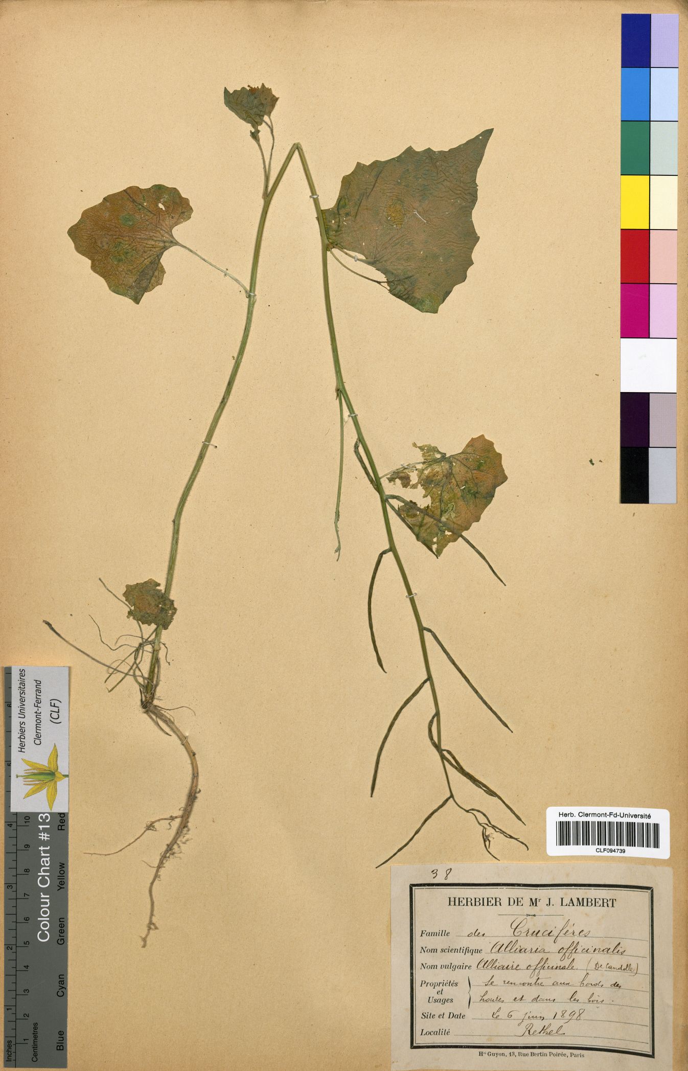 Alliaria officinalis CLF094739