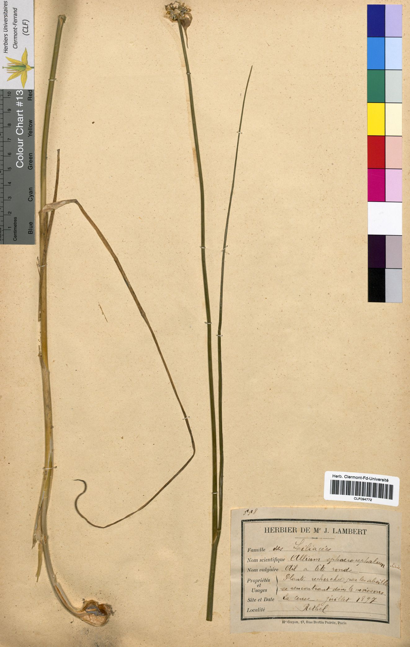Allium sphaerocepha CLF094772