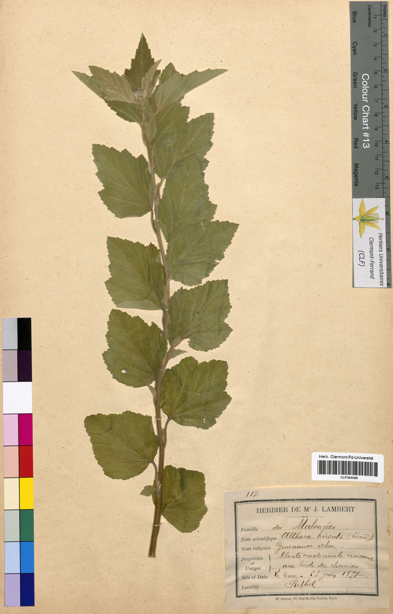 Althaea hirsuta CLF094596