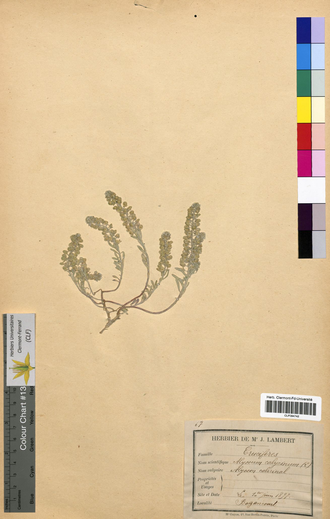 Alyssum calycinum CLF094742