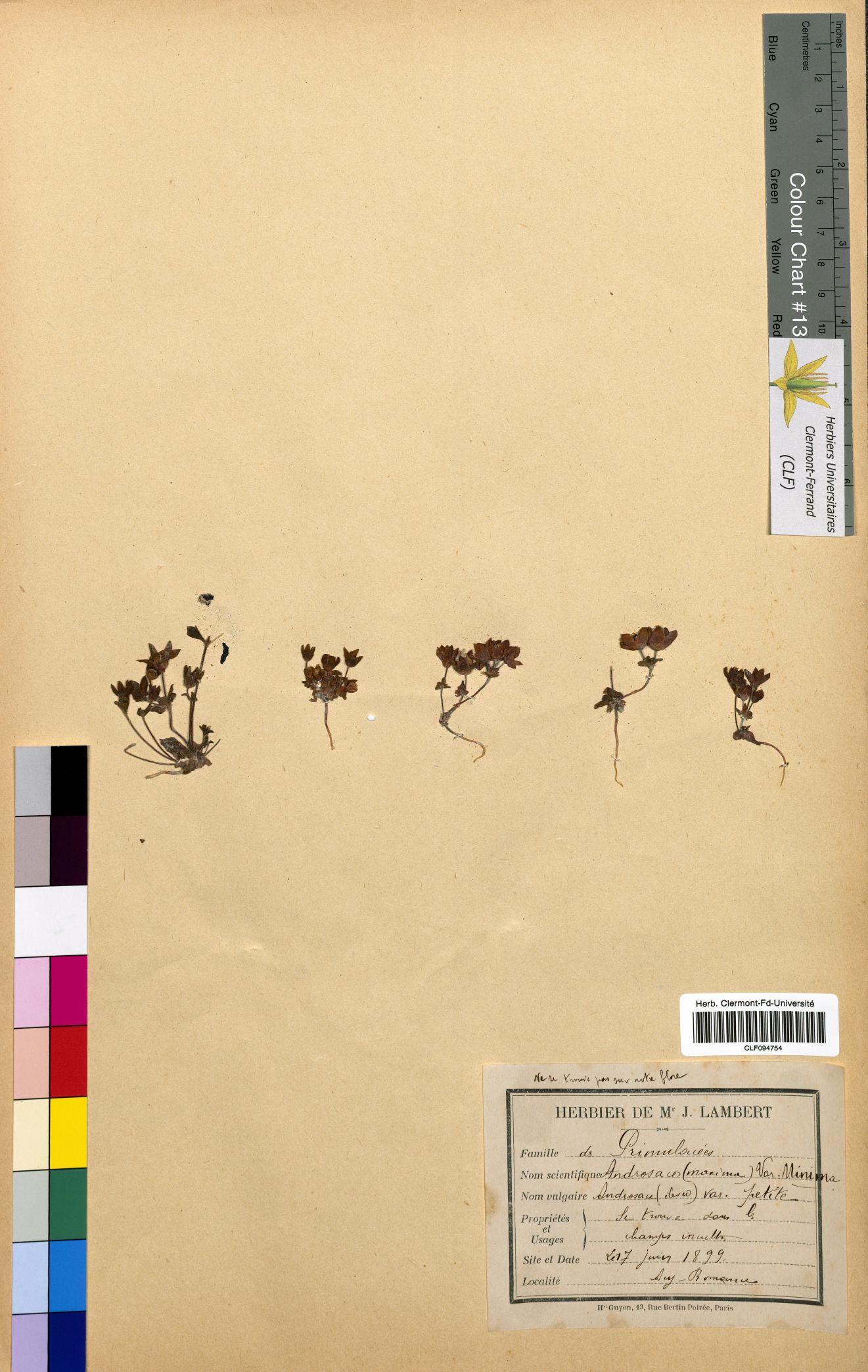 Androsace maxima CLF094754