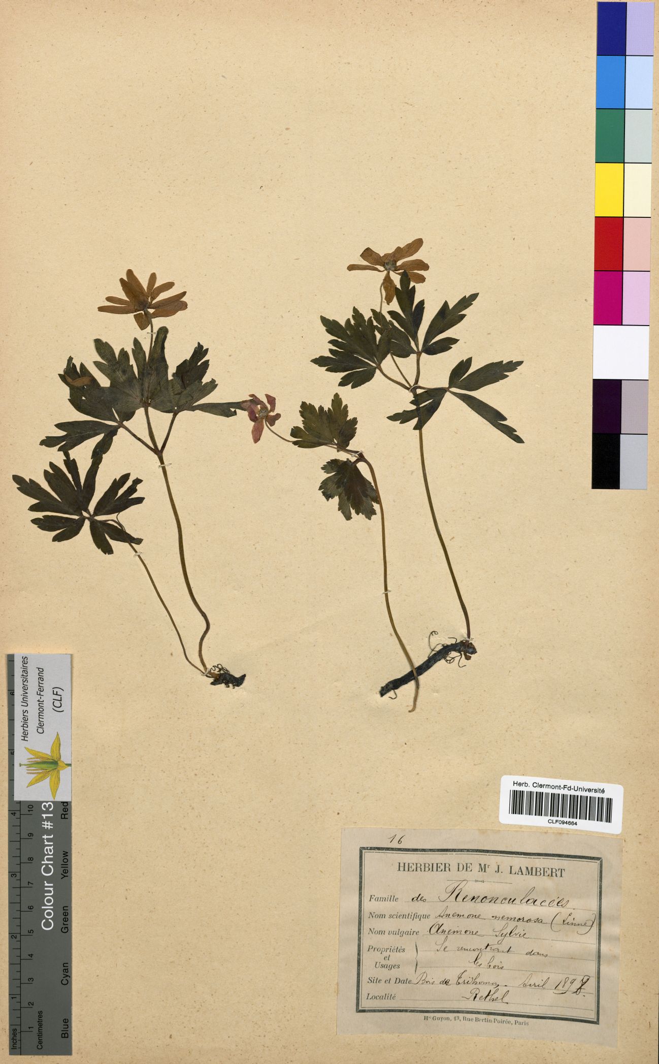Anemone nemorosa CLF094664