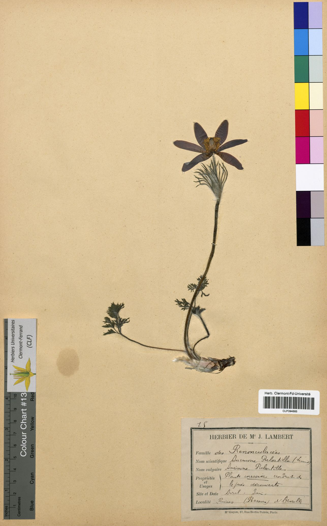 Anemone pulsatilla CLF094665