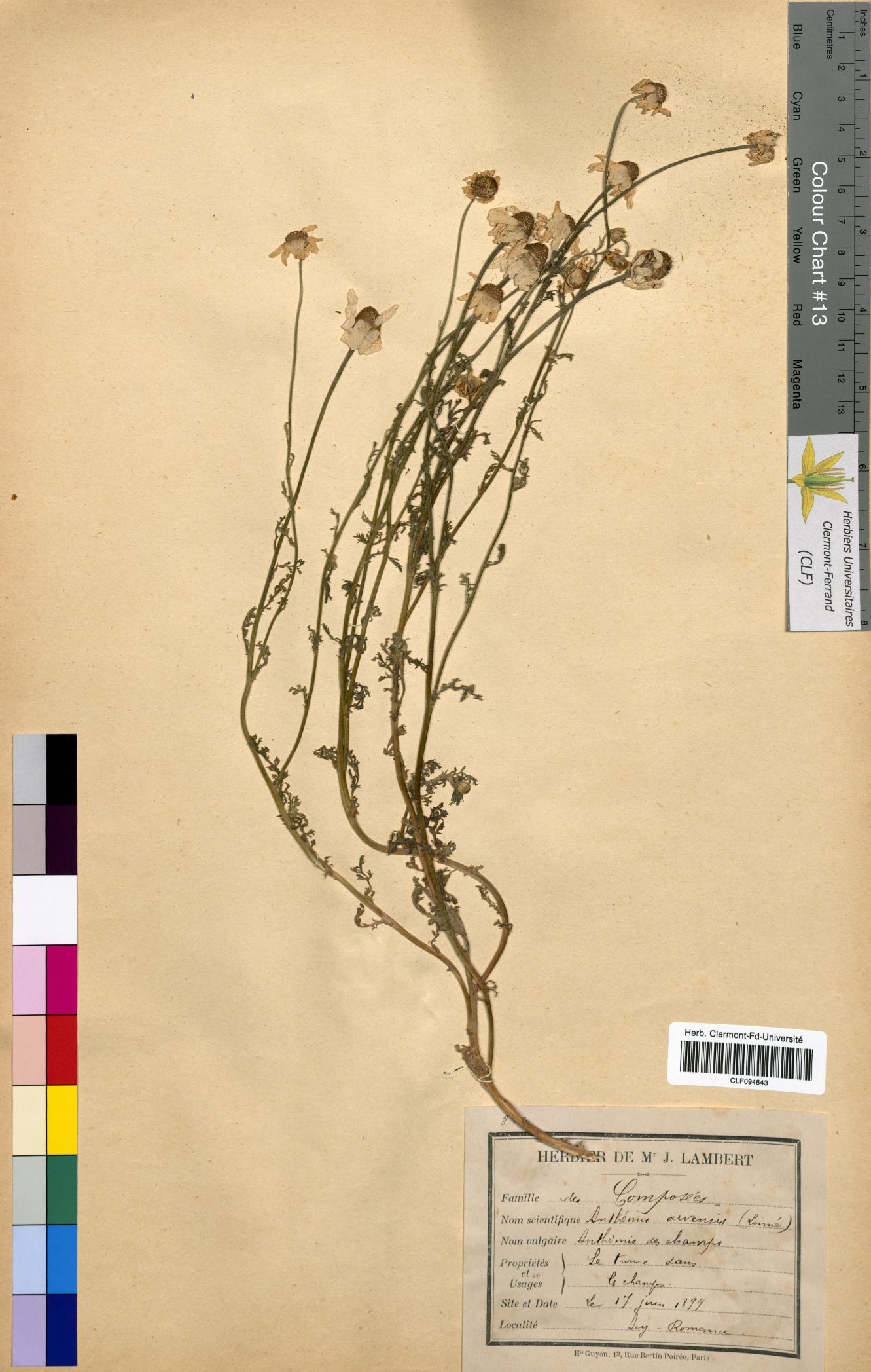 Anthemis arvensis CLF094643