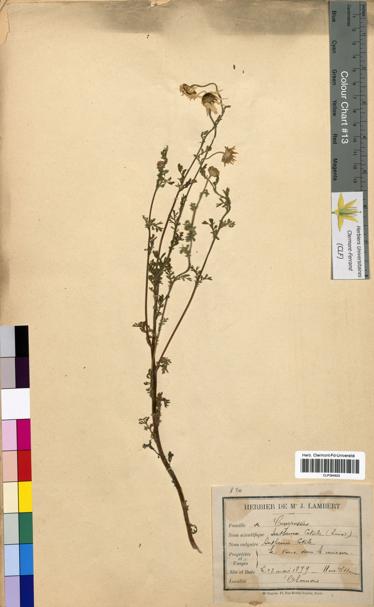 Anthemis cotula CLF094623