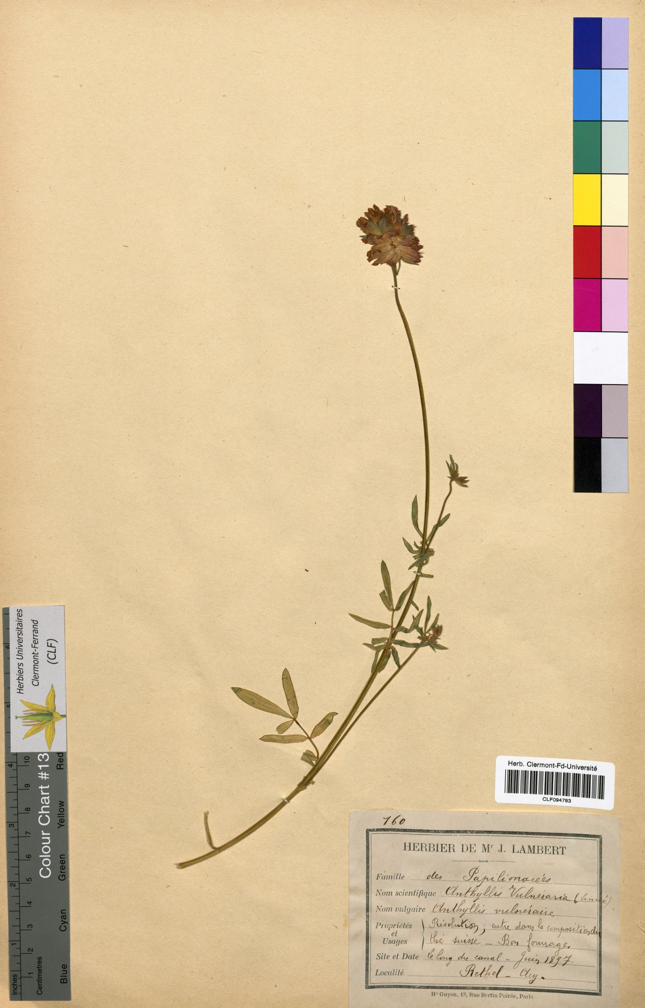 Anthyllis vulneraria CLF094783