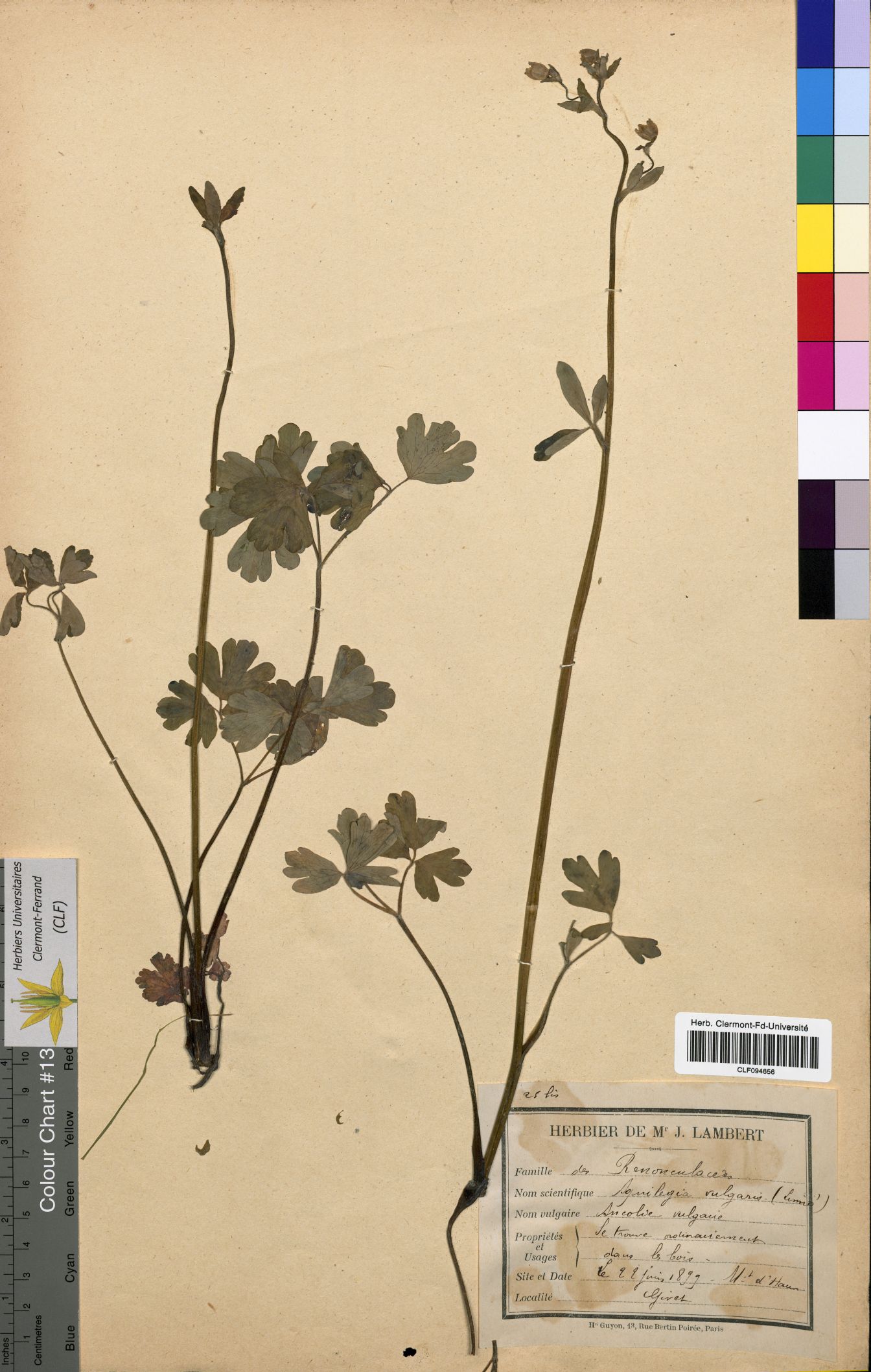 Aquilegia vulgaris CLF094656