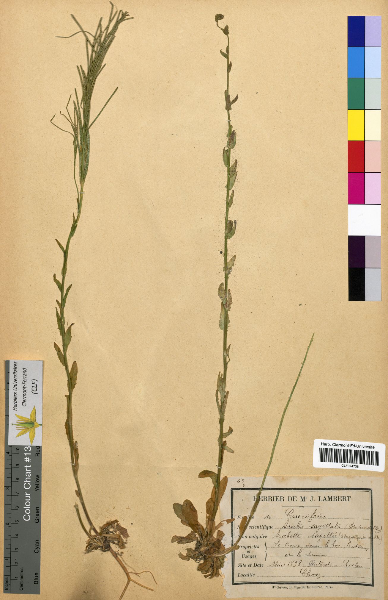 Arabis sagittata CLF094736