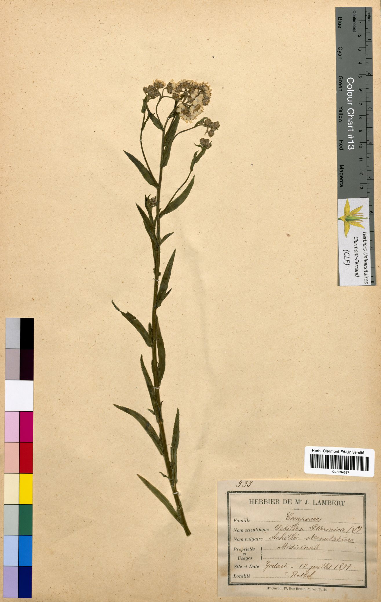 Archillea ptarmica CLF094637