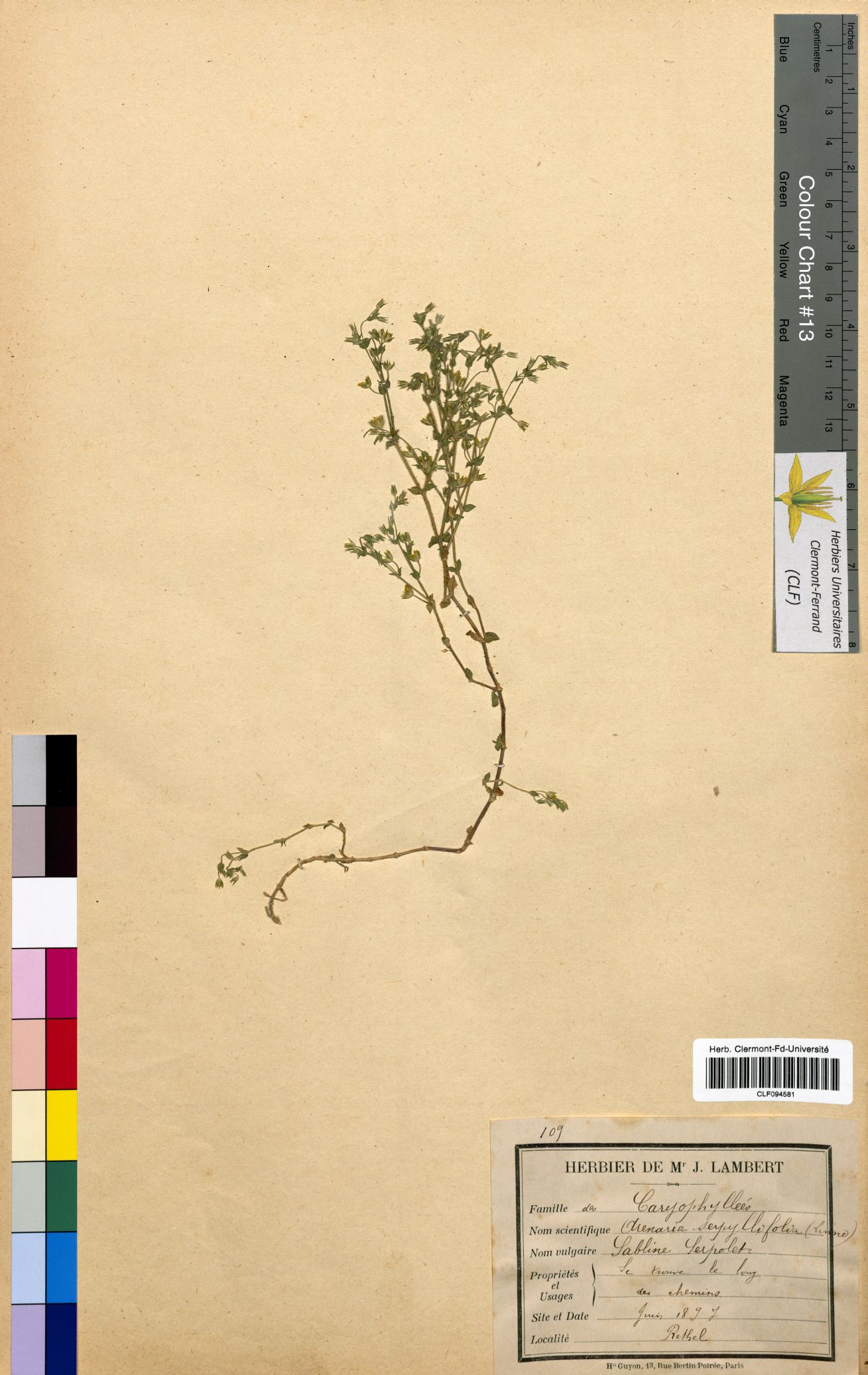 Arenaria serpyllifolia CLF094581