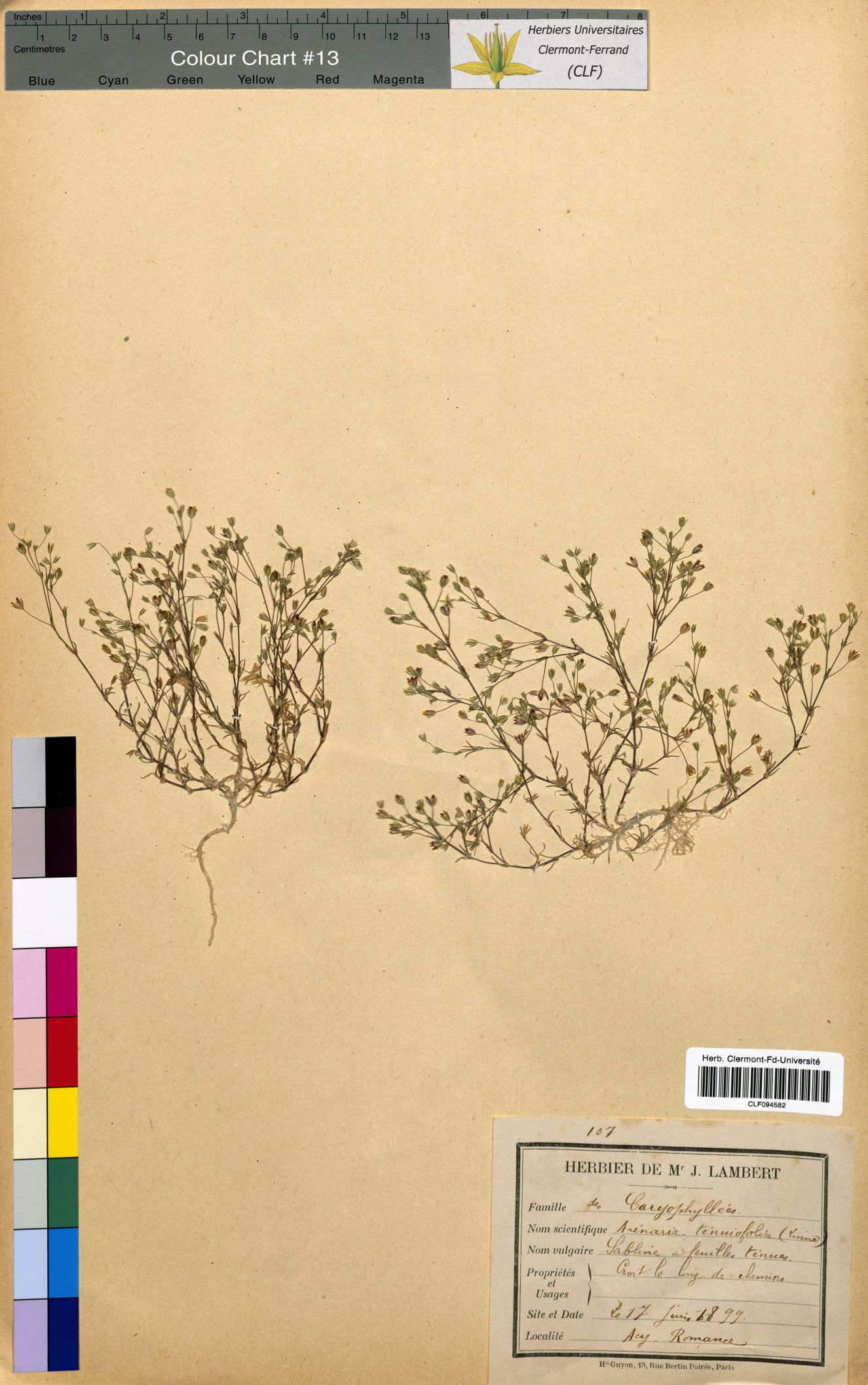 Arenaria tenuifolia CLF094582