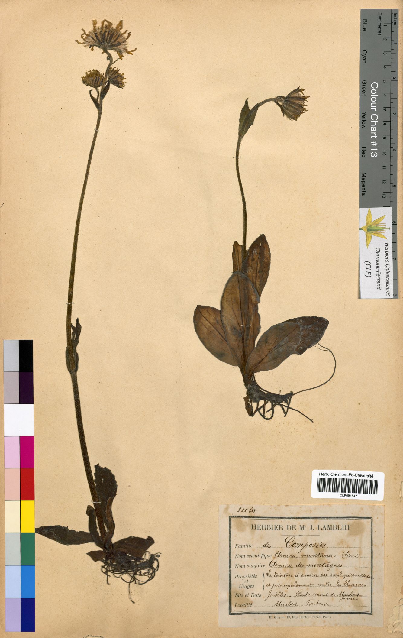 Arnica montana CLF094647