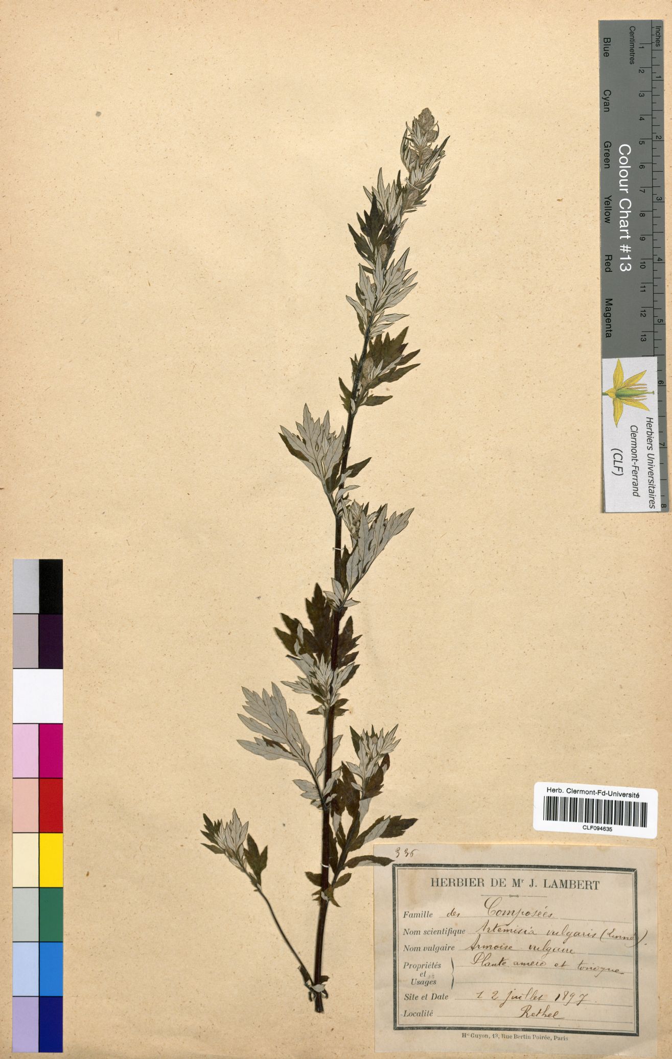 Artemisia vulgaris CLF094635