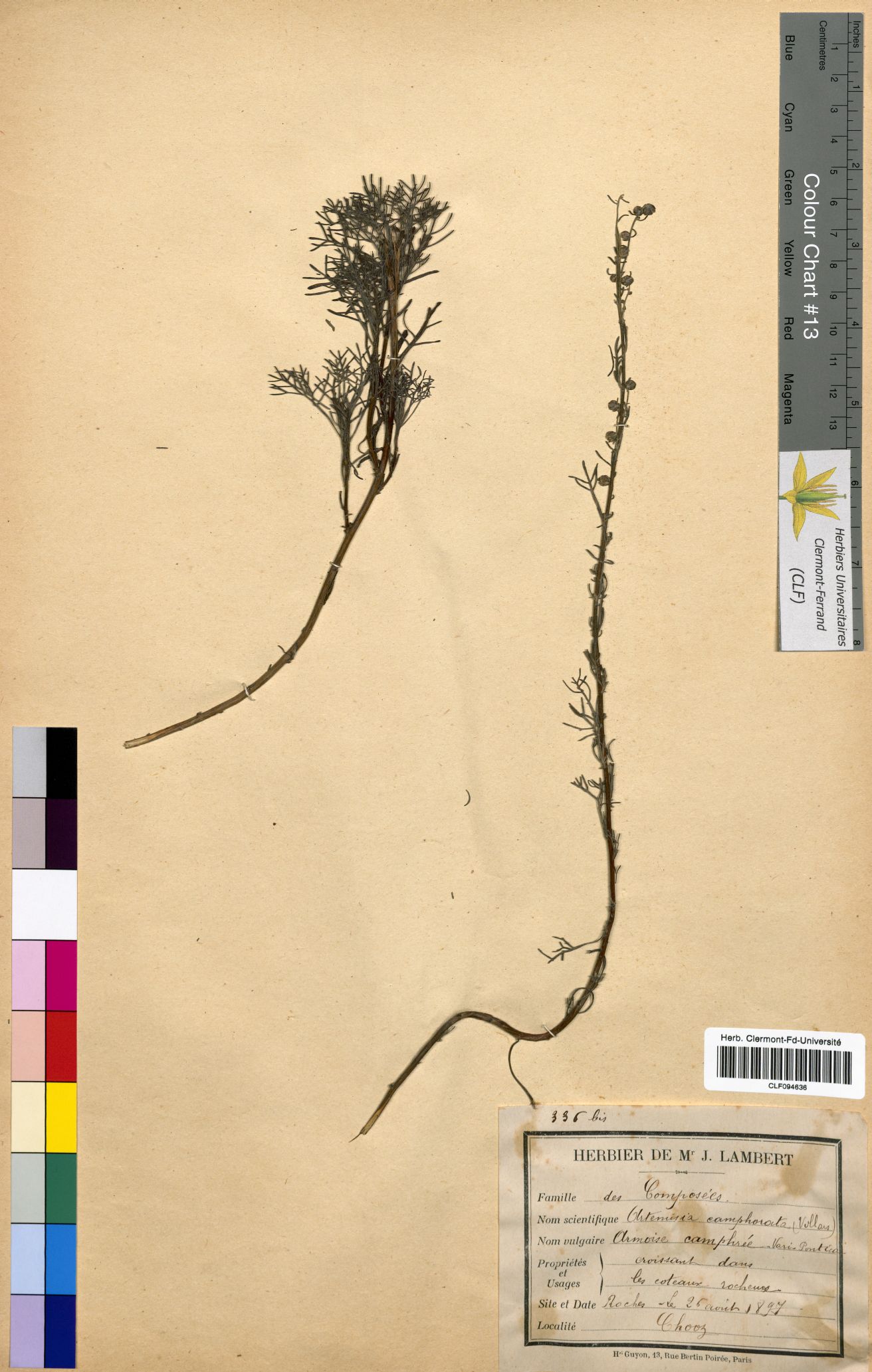 Artemisisa camphorata CLF094636