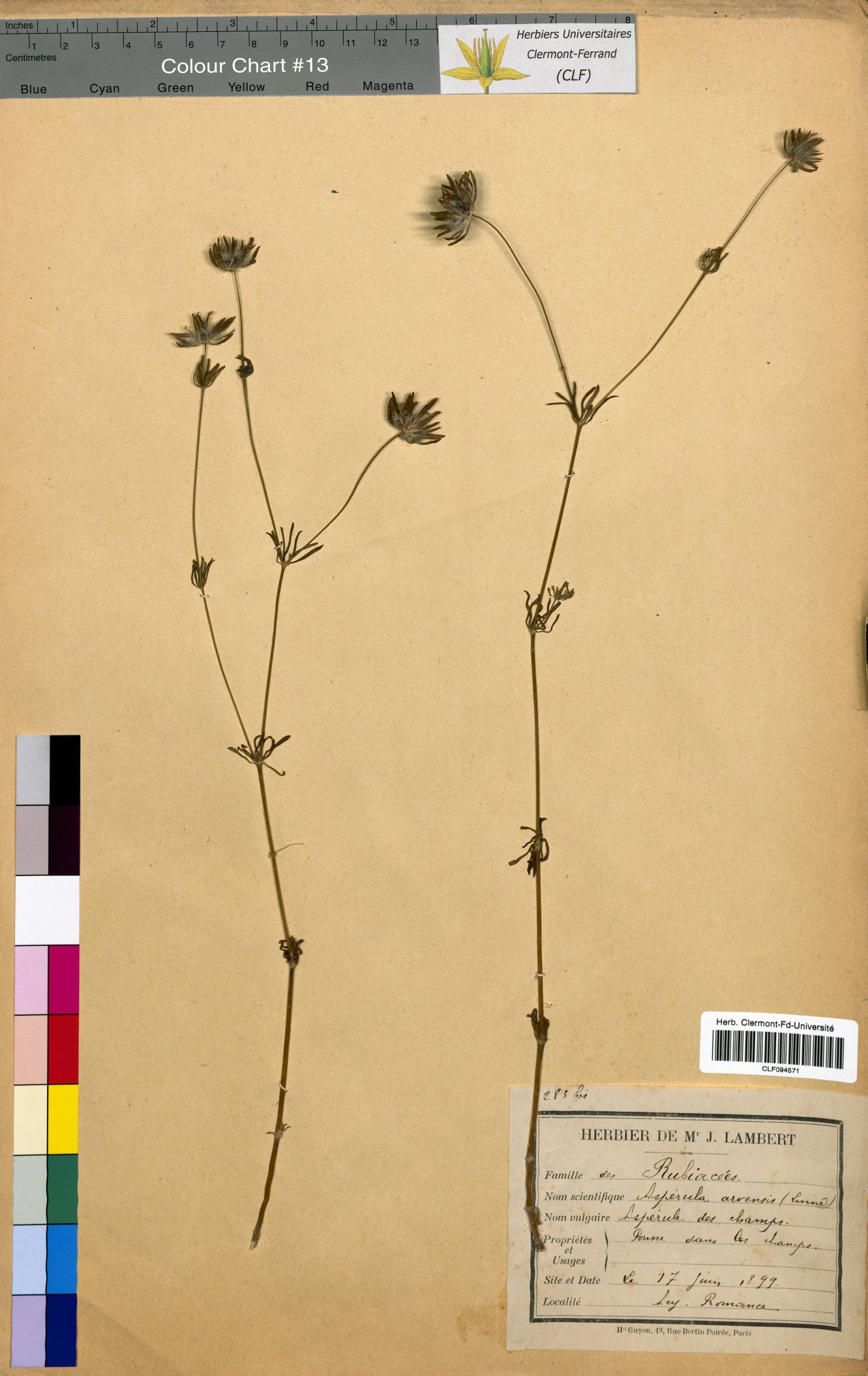 Asperula arvensis CLF094571