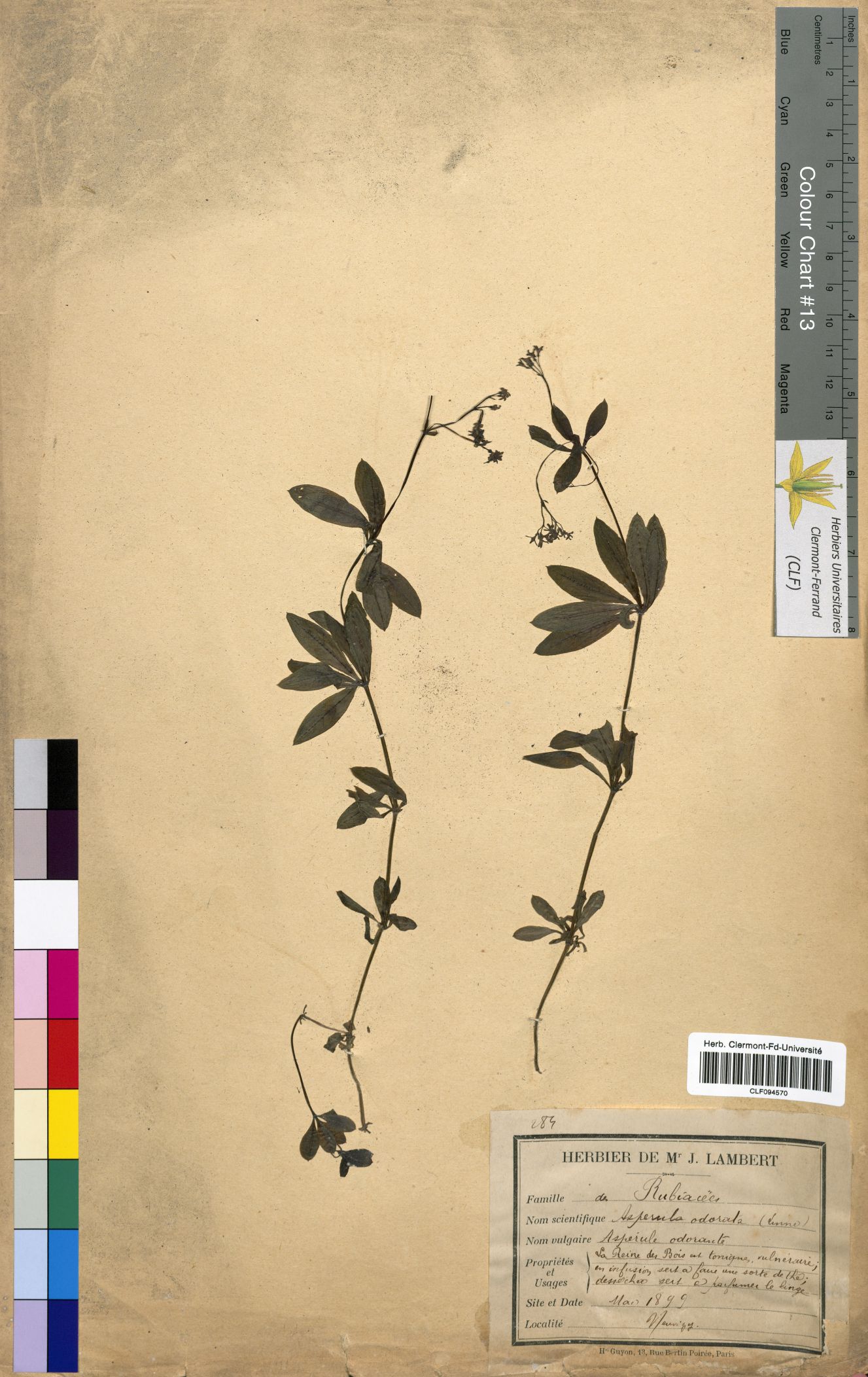 Asperula odorata CLF094570