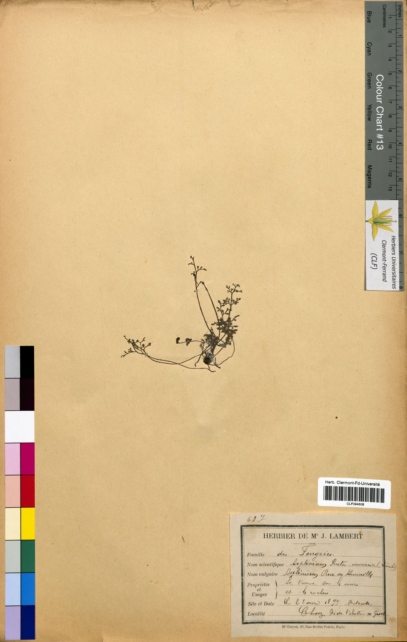 Asplenium ruta muraria CLF094608