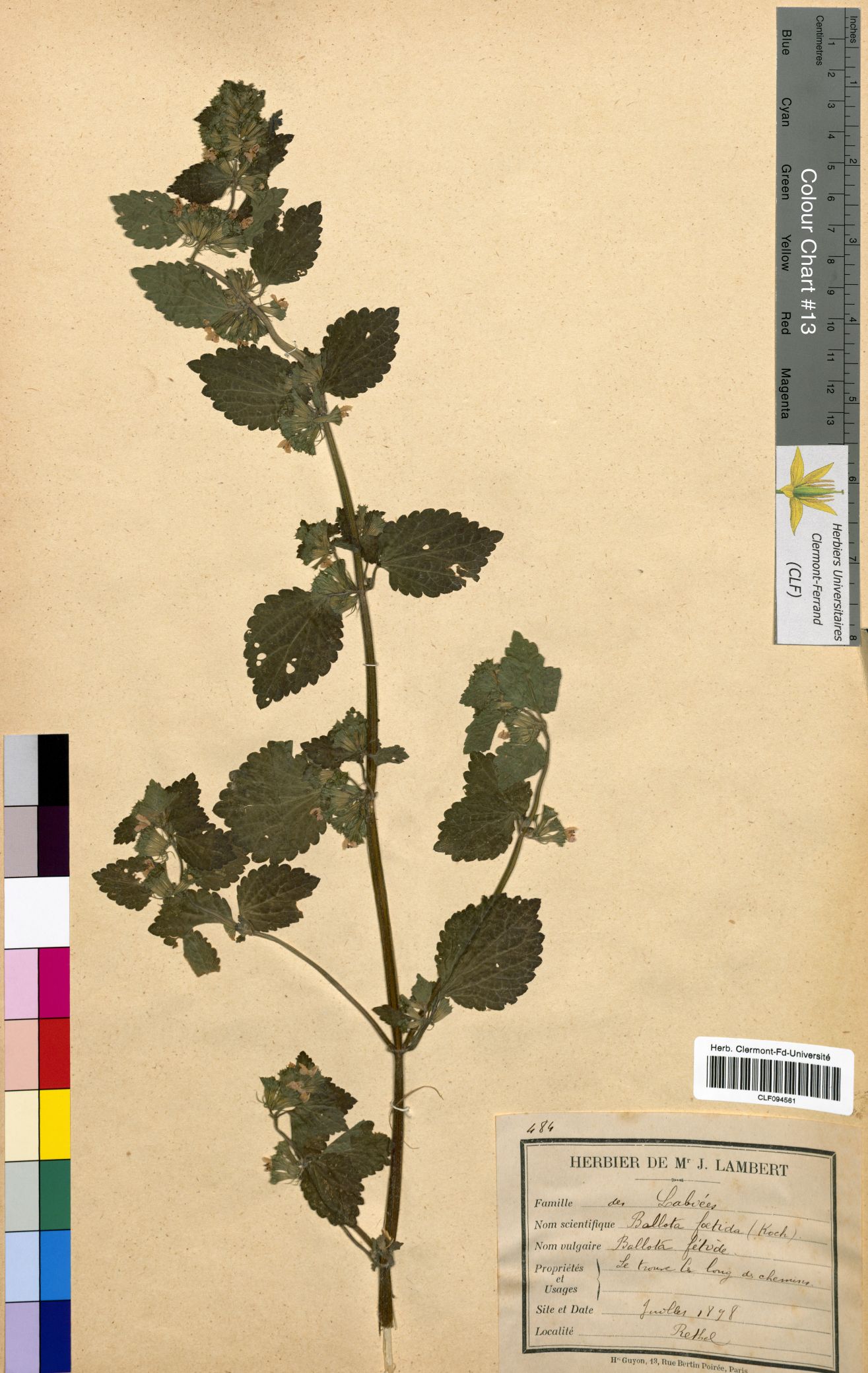 Ballota foetida CLF094561