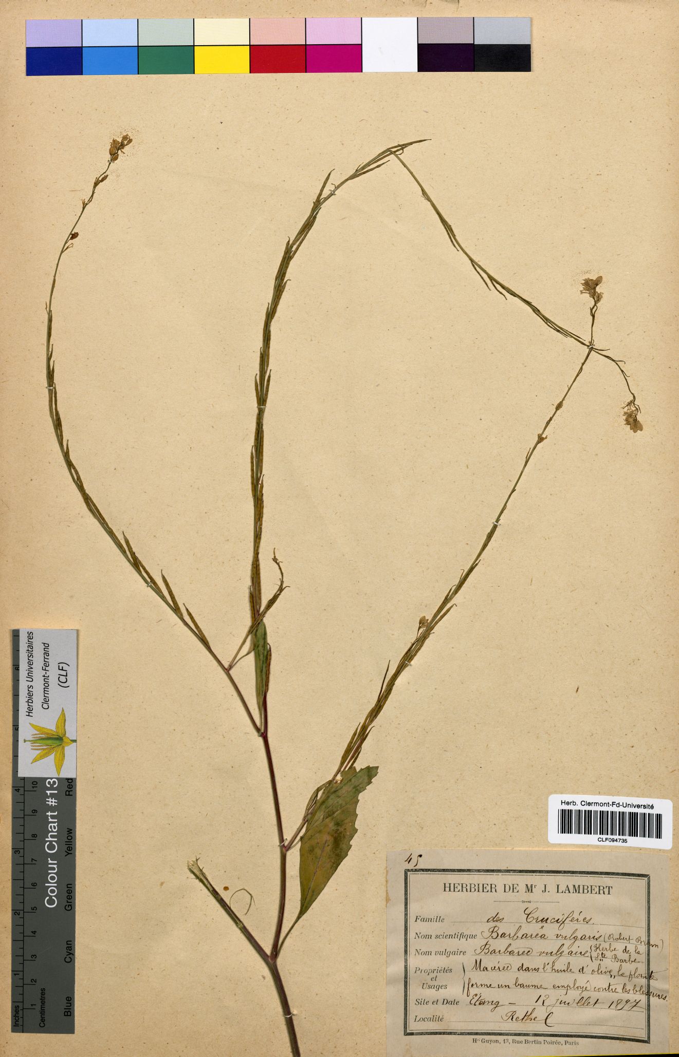 Barbarea vulgaris CLF094735