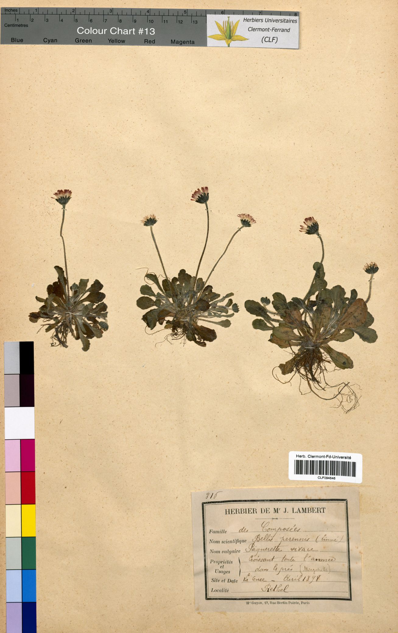 Bellis perennis CLF094646