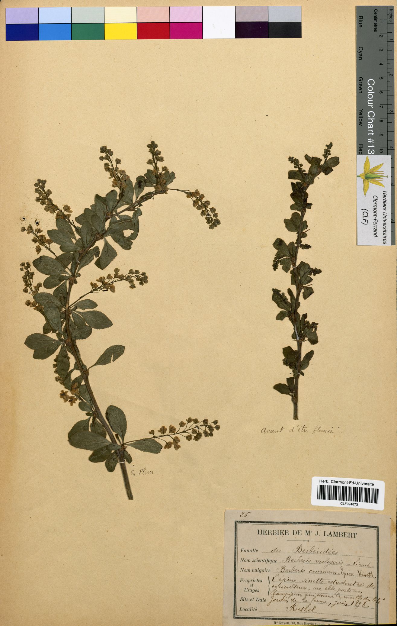 Berberis vulgaris CLF094673