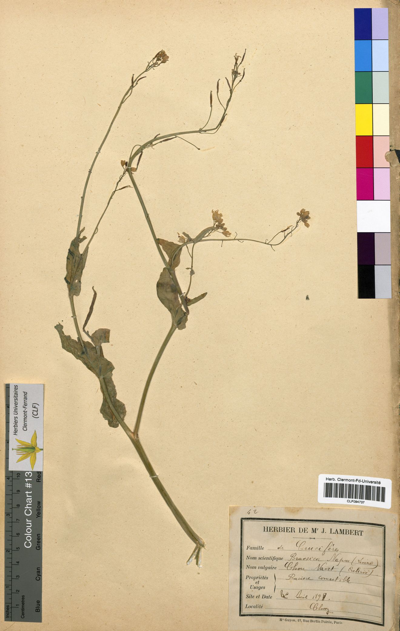 Brassica napus CLF094737