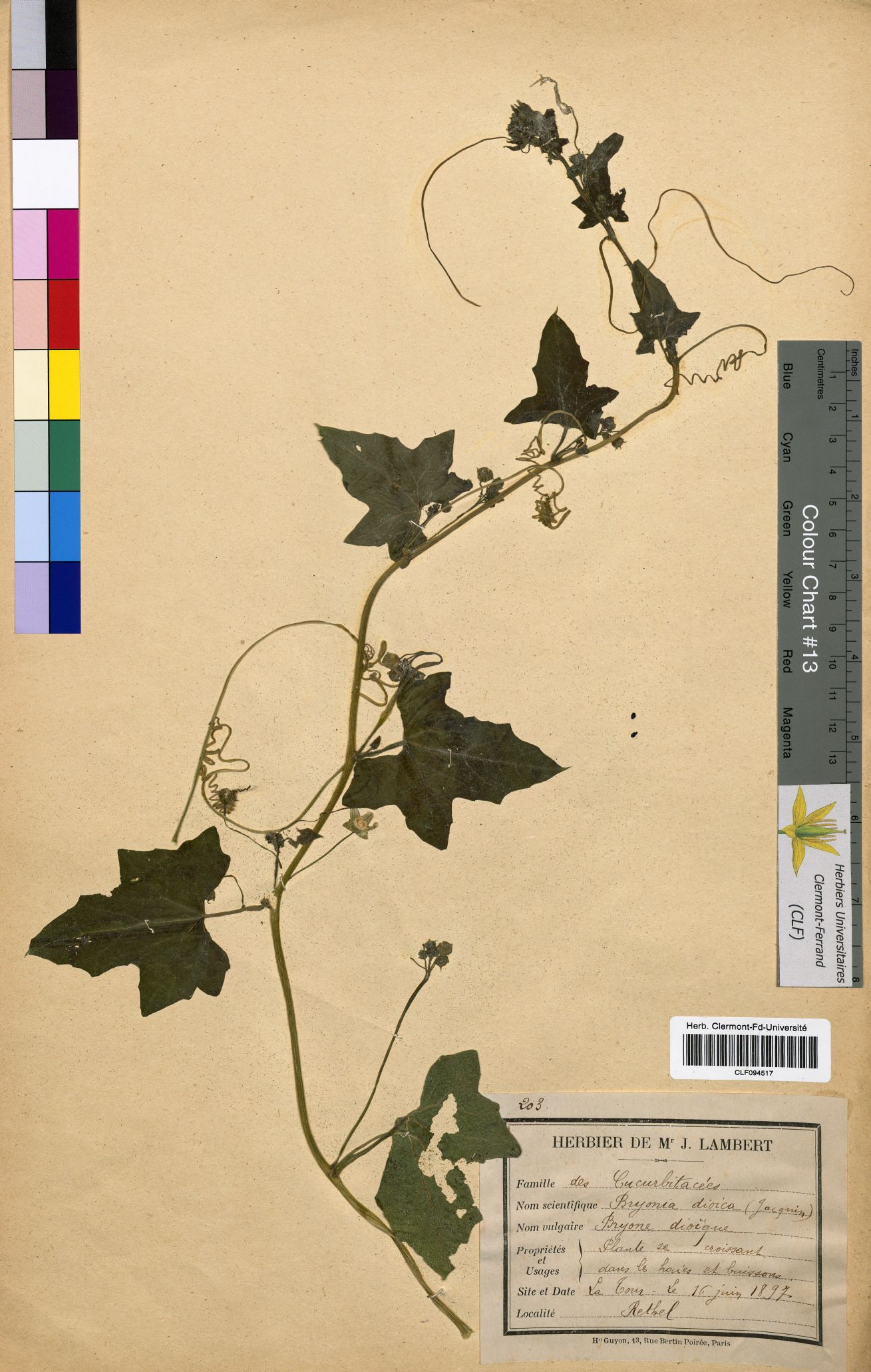 Bryonia dioica CLF094517