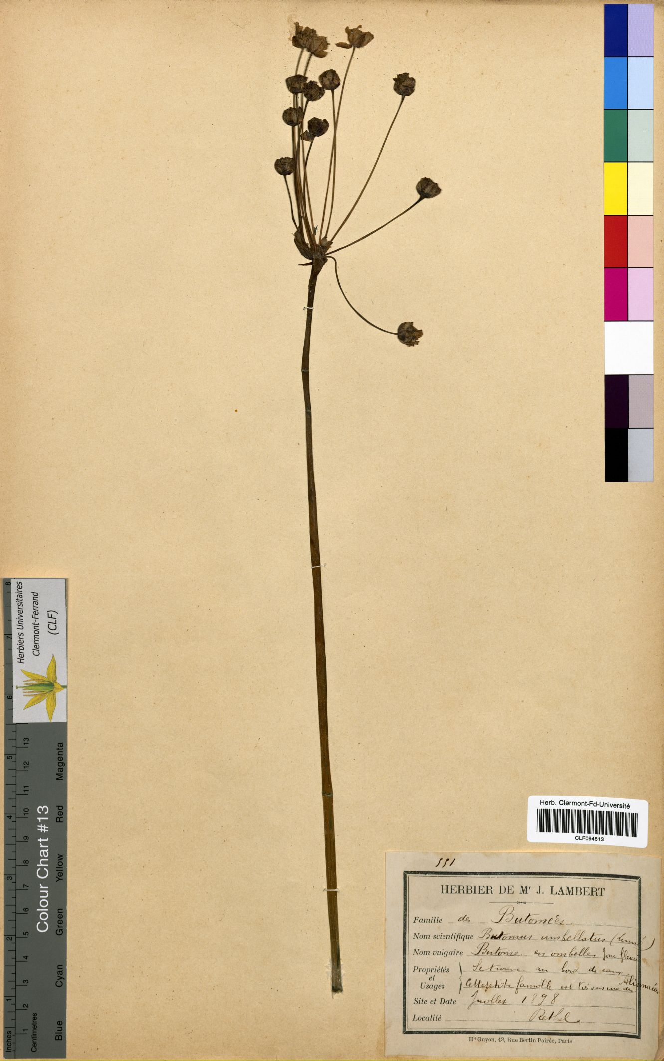 Butomus umbellatus CLF094613