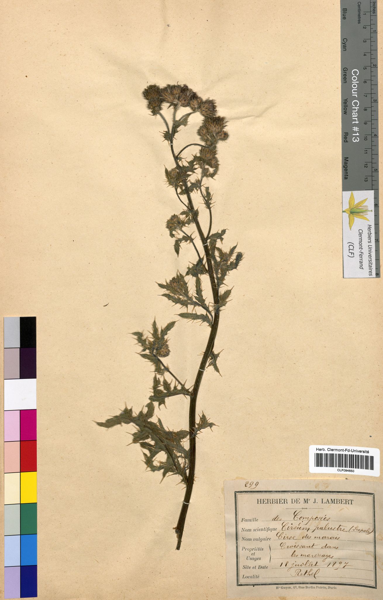 CLF094650