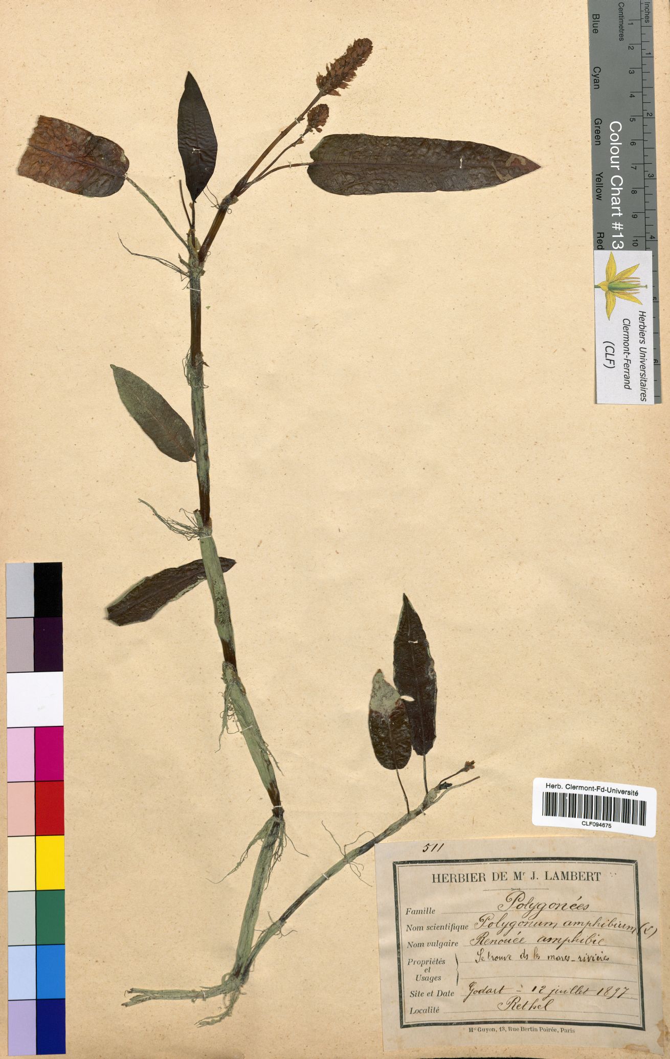 CLF094675