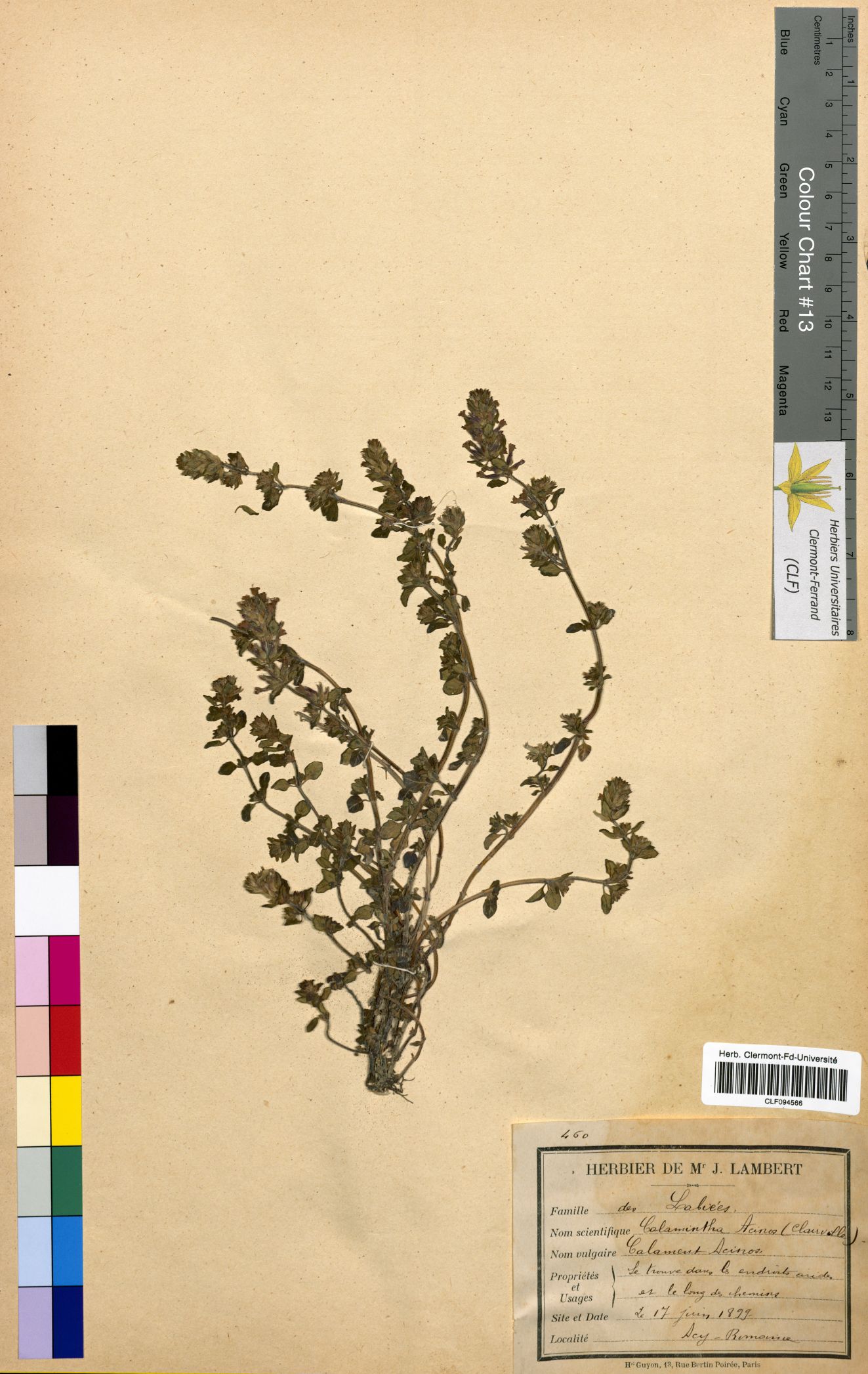 Calamintha acinos CLF094566