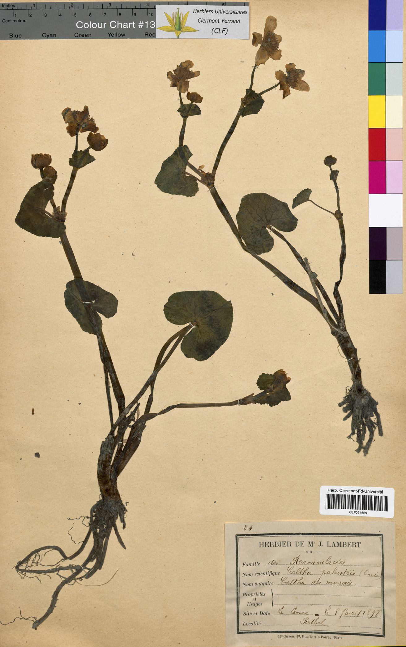 Caltha palustris CLF094659