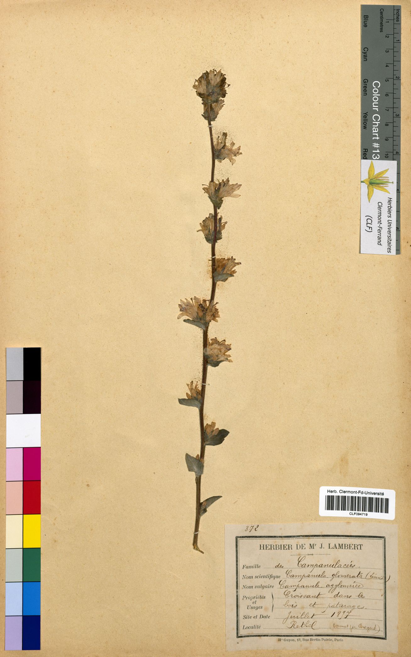 Campanula glomerata CLF094719