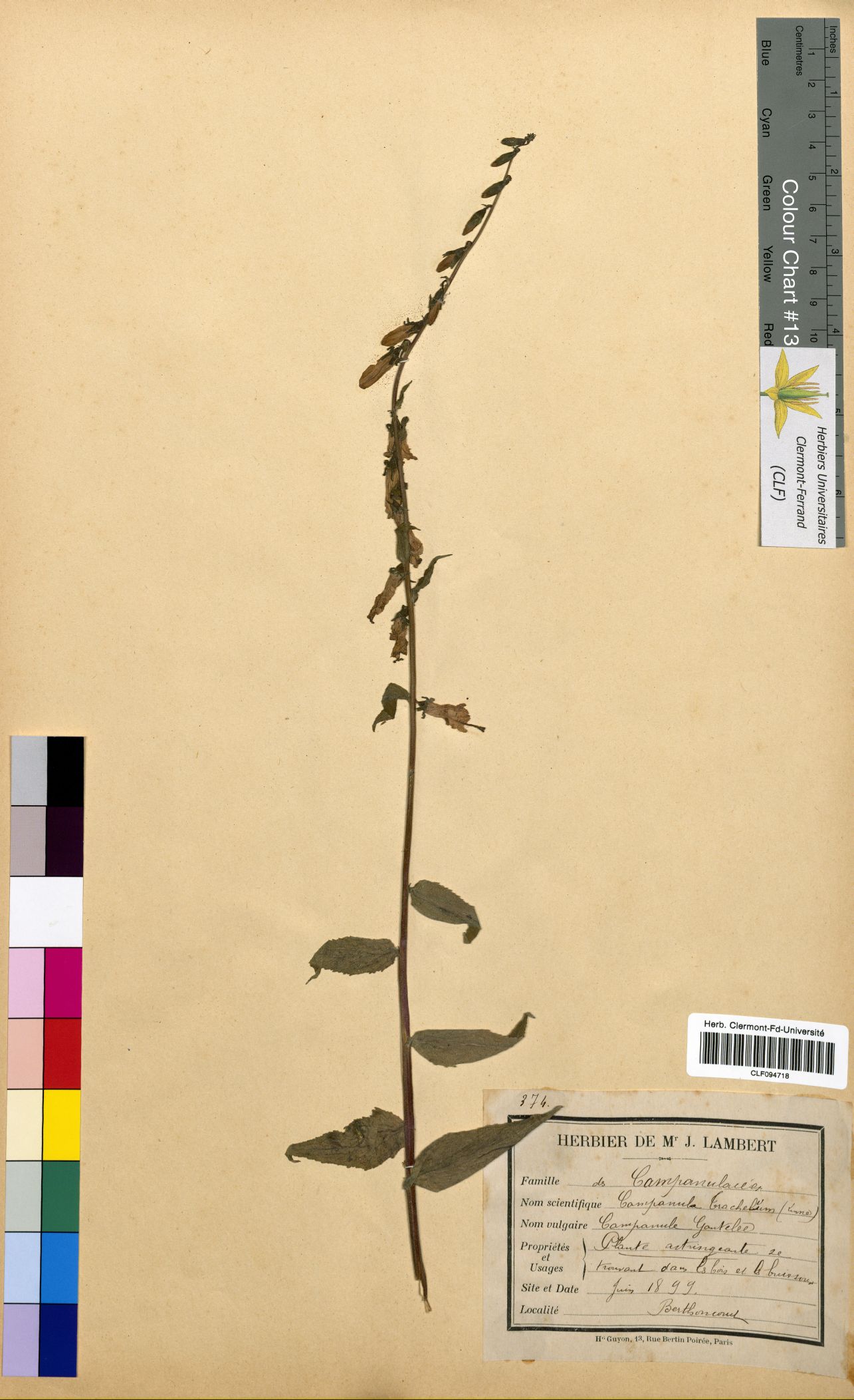 Campanula trachelium CLF094718