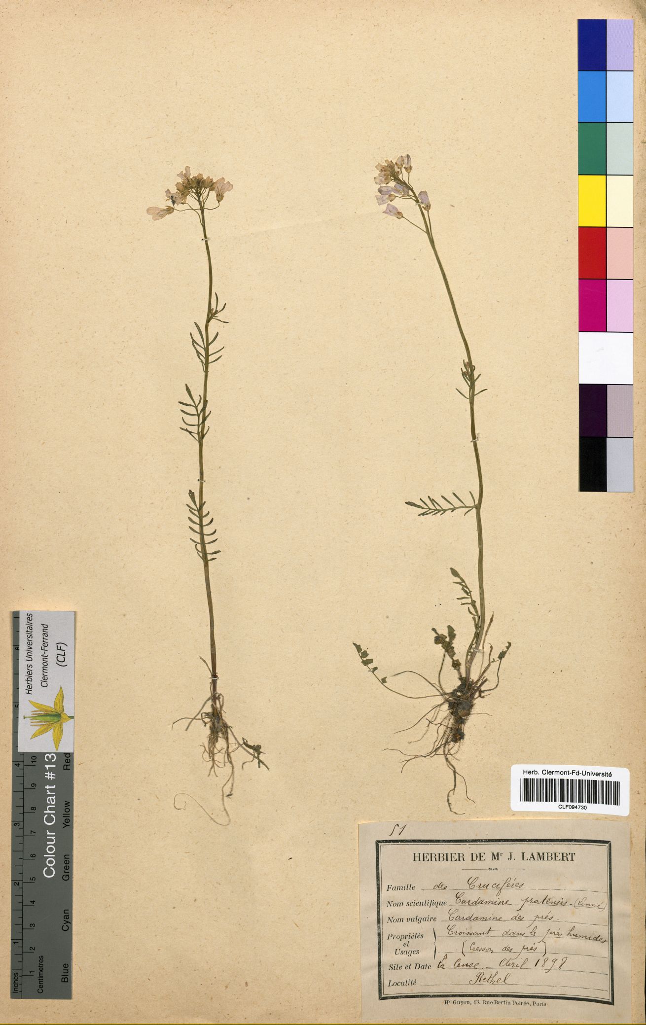 Cardamine pratensis CLF094730