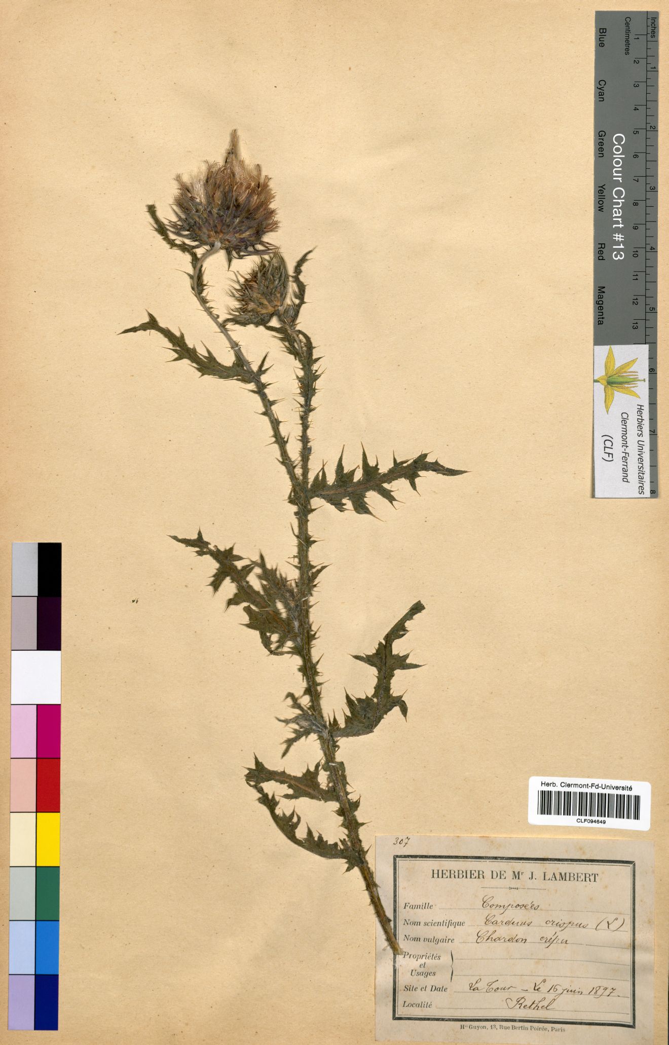 Carduus crispus CLF094649