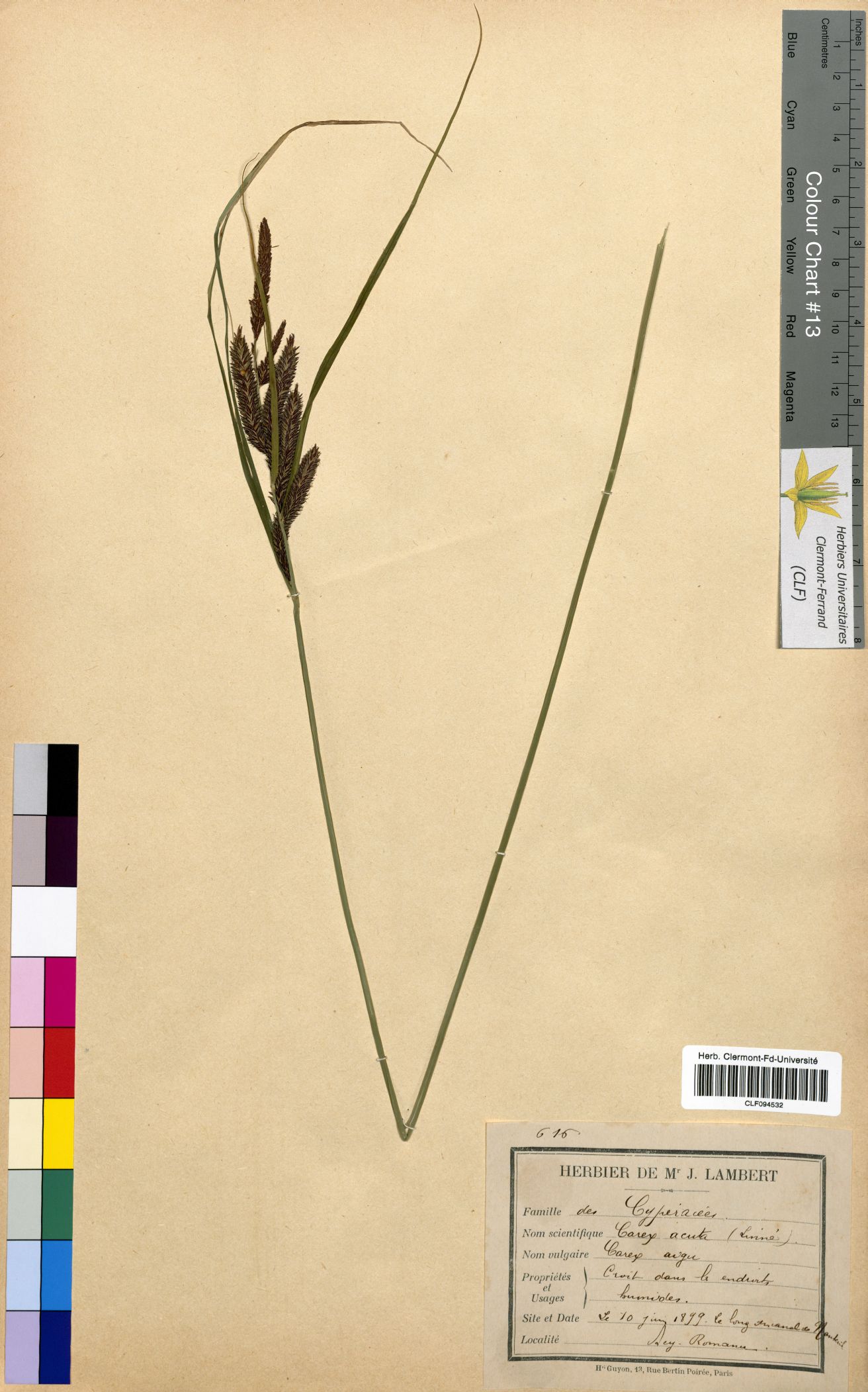 Carex acuta CLF094532