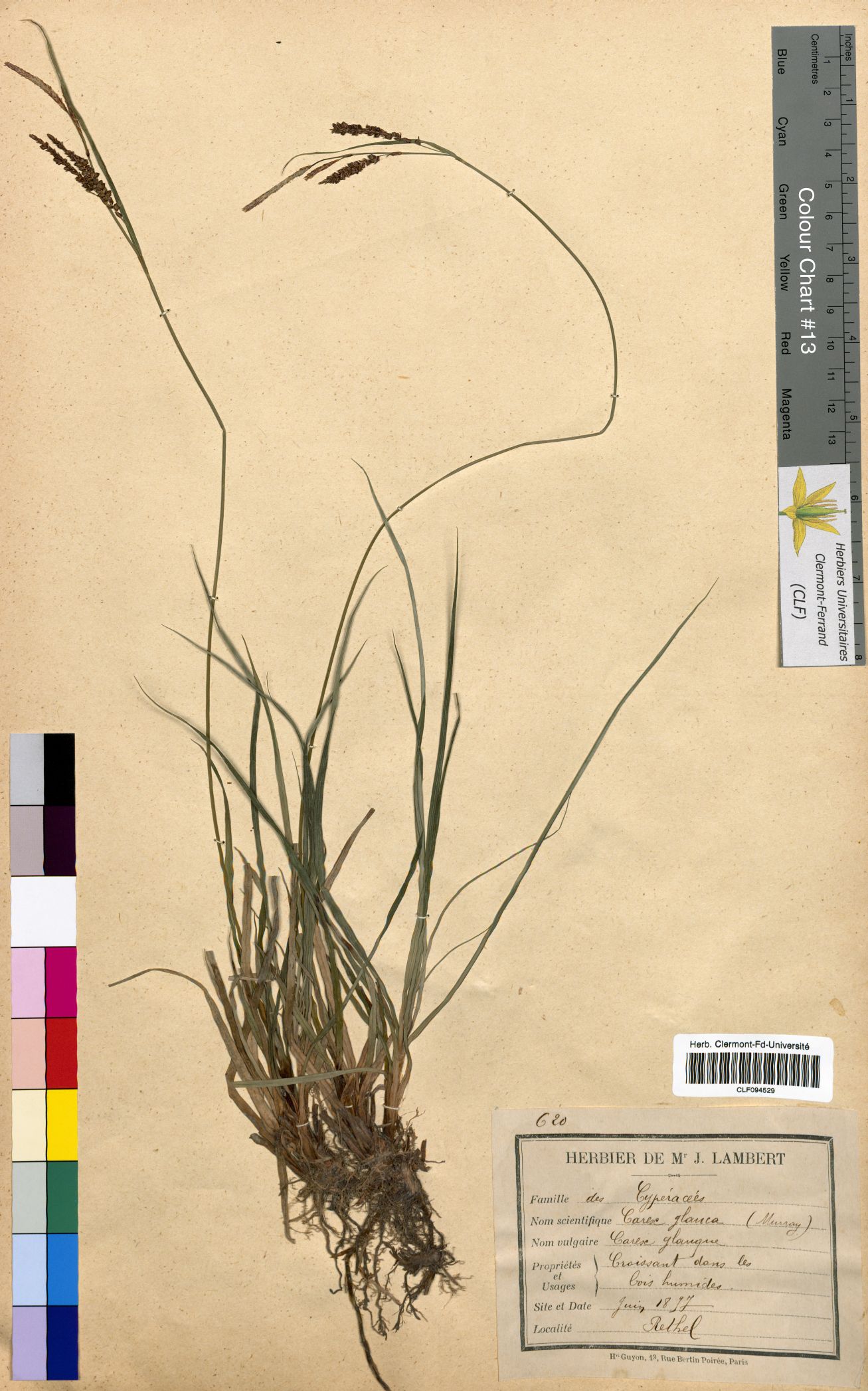 Carex glauca CLF094529.1
