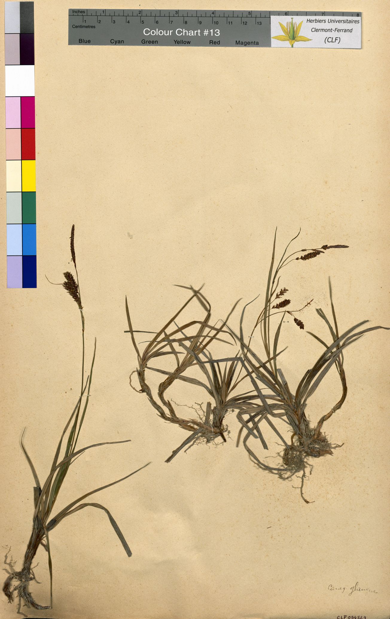 Carex glauca CLF094529.2