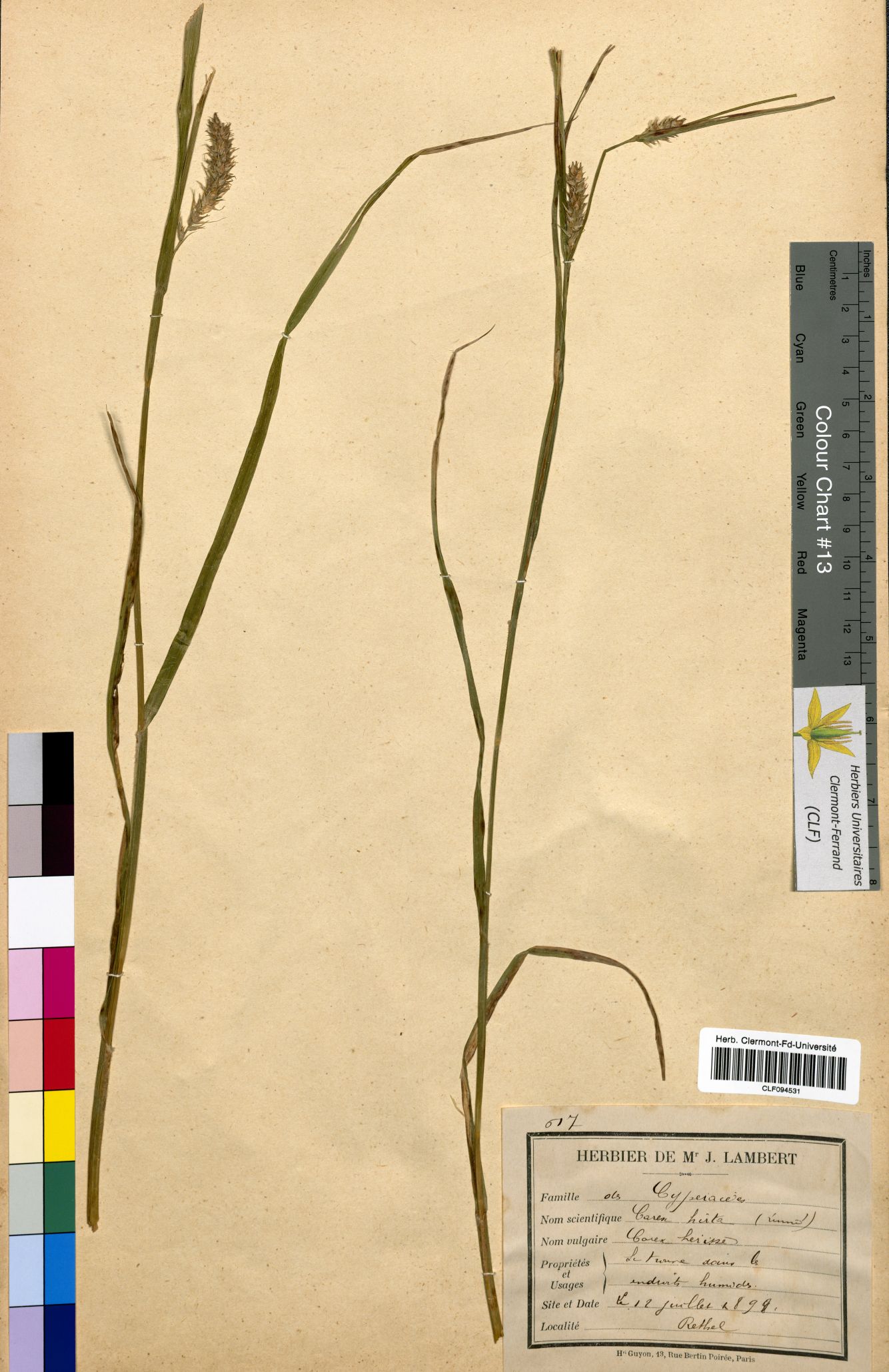 Carex hirta CLF094531.1
