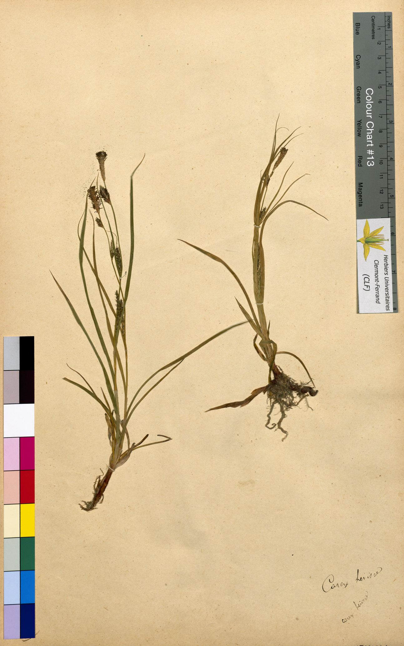 Carex hirta CLF094531.2